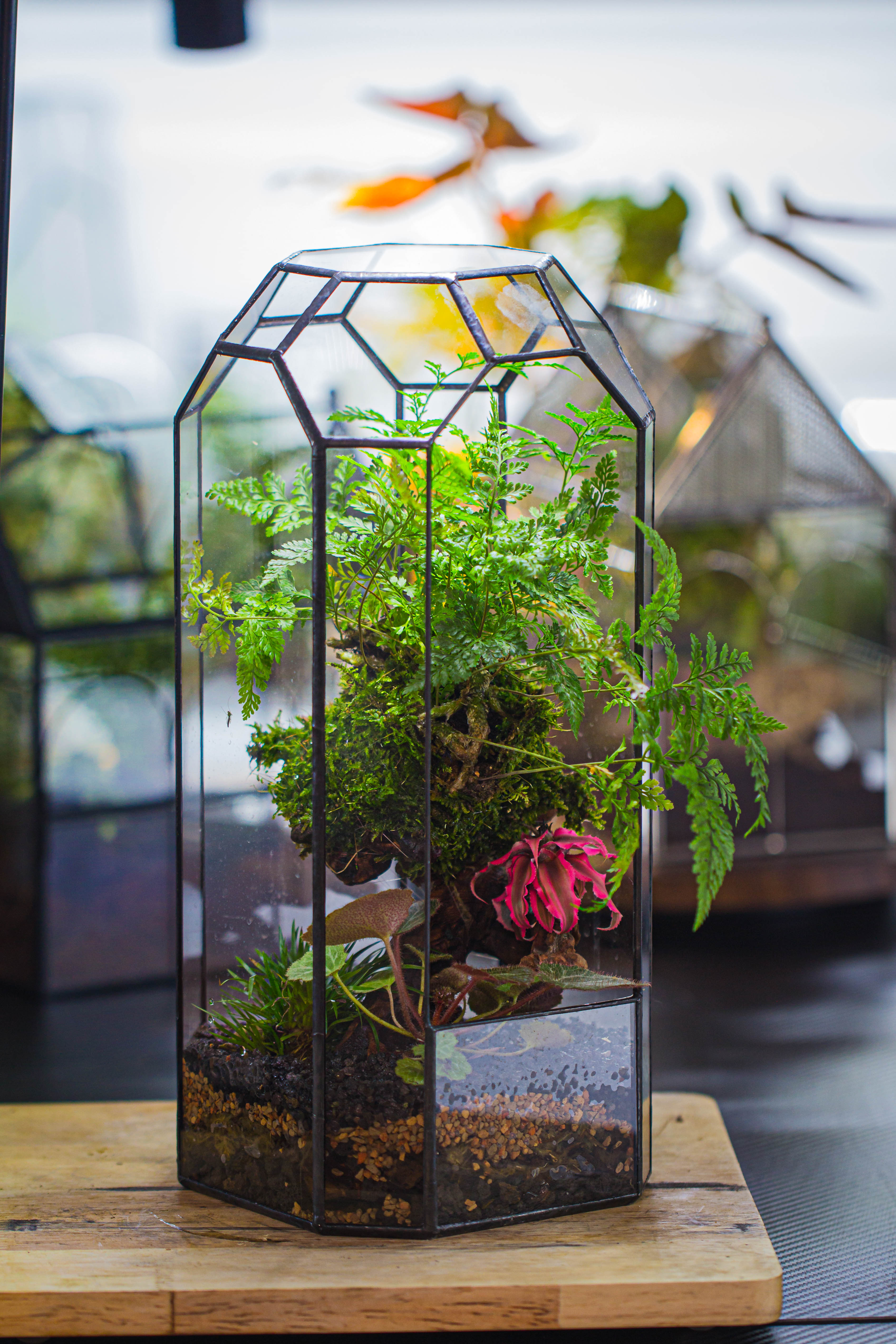 Vintage Tall Octagon Geometric Tin Glass Terrarium , 12.6" , open, suitable for tall plants, orchid, small begonia Pitcher, Micro landscape - NCYPgarden