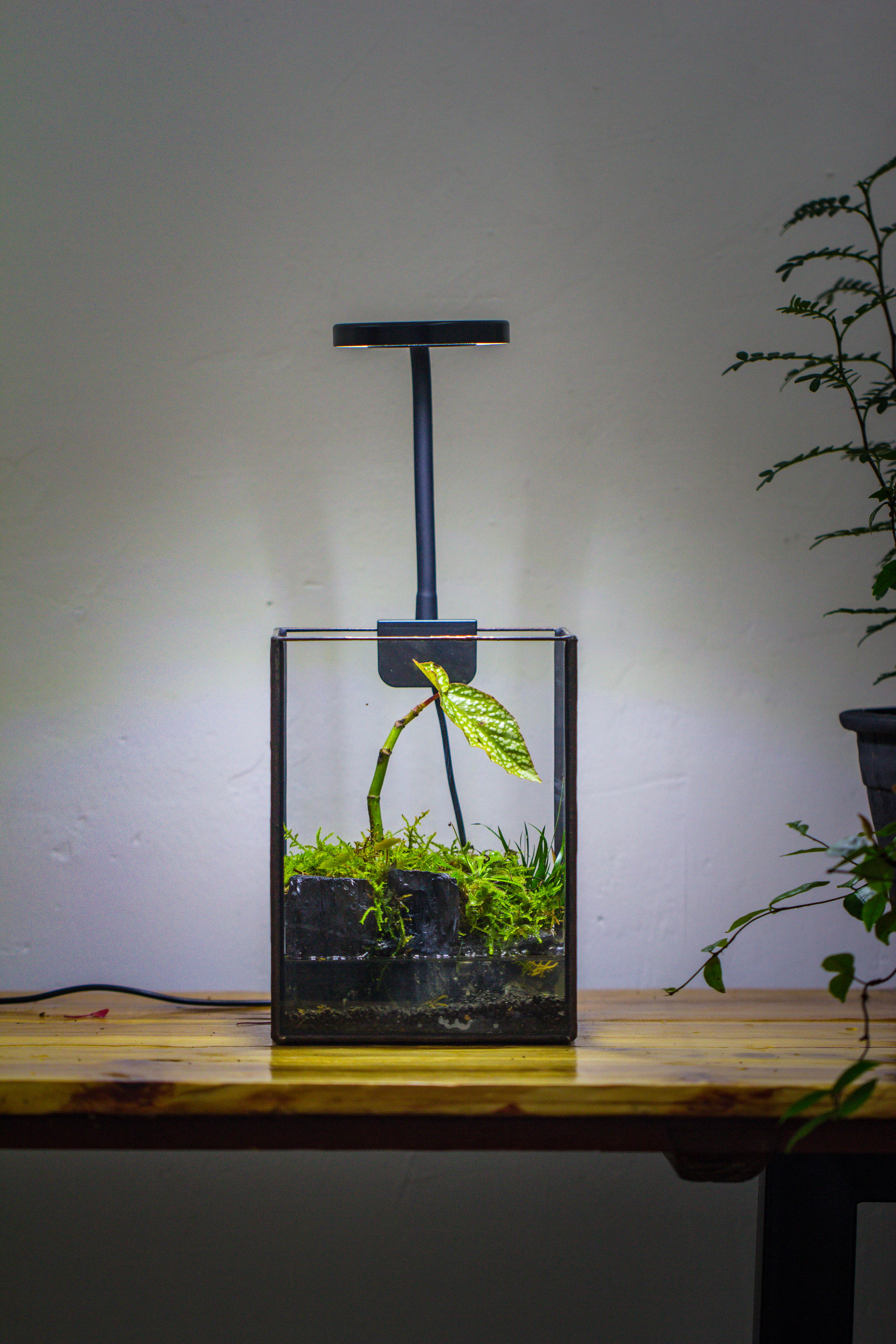 NCYP Watertight Open Geometric Glass Tin Terrarium, for small waterpond, Bog, moss landscape, Water pond, Carnivorous Plants - NCYPgarden