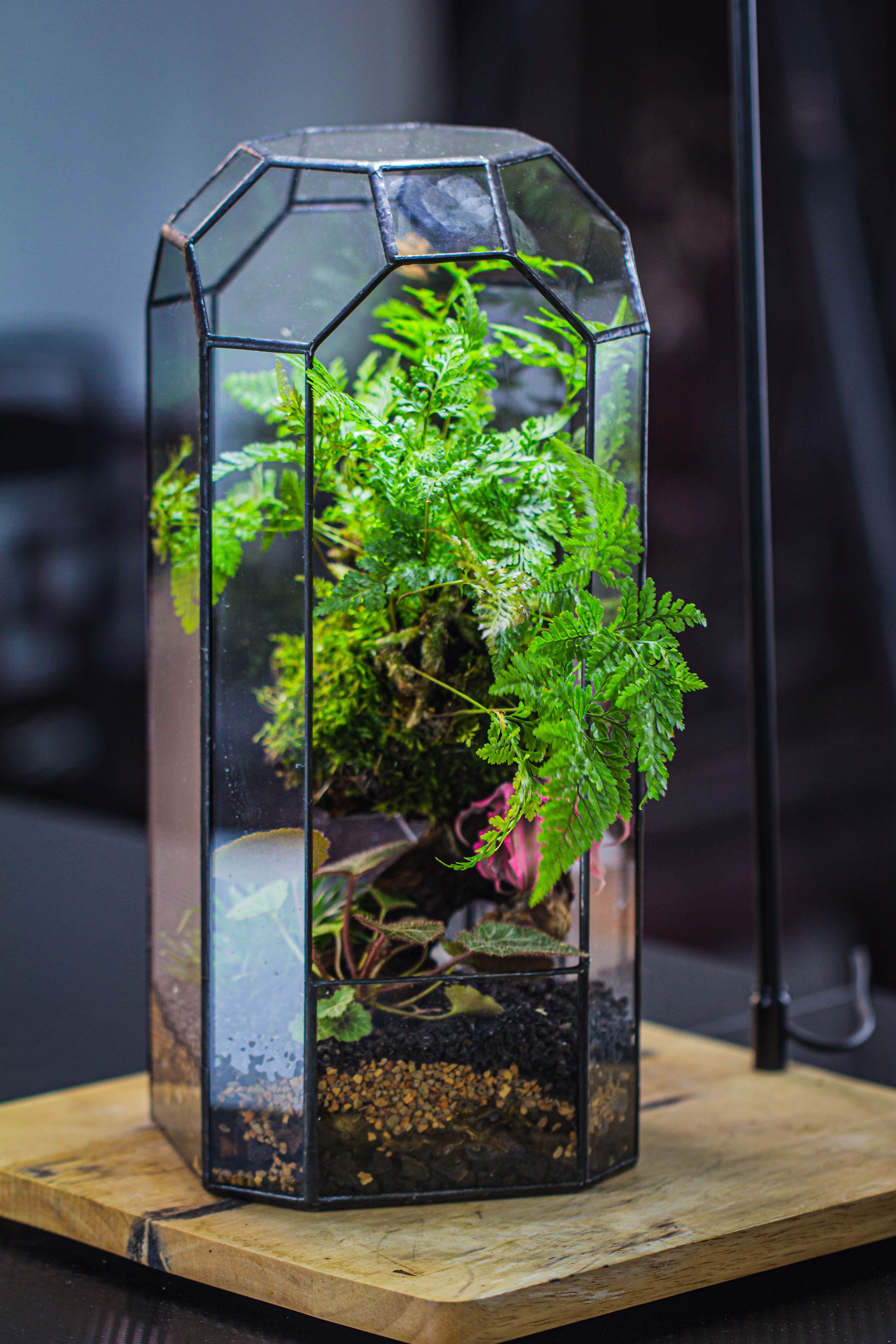 Vintage Tall Octagon Geometric Tin Glass Terrarium , 12.6" , open, suitable for tall plants, orchid, small begonia Pitcher, Micro landscape - NCYPgarden