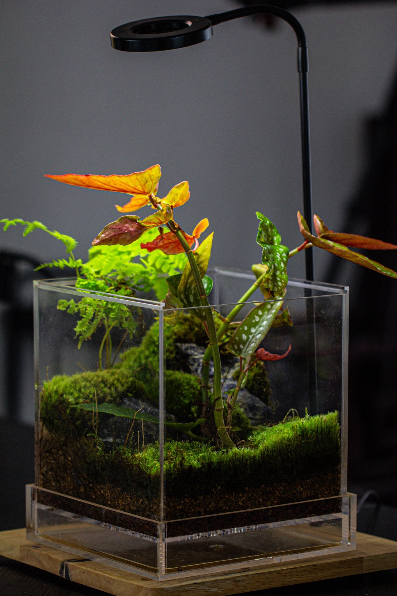 acrylic plant terrarium NCYP Acrylic Close terrarium with drainage bottom, suits for Fly Trap, Pitcher Plants, Moss Ball, Nursery, Small tropical Plants