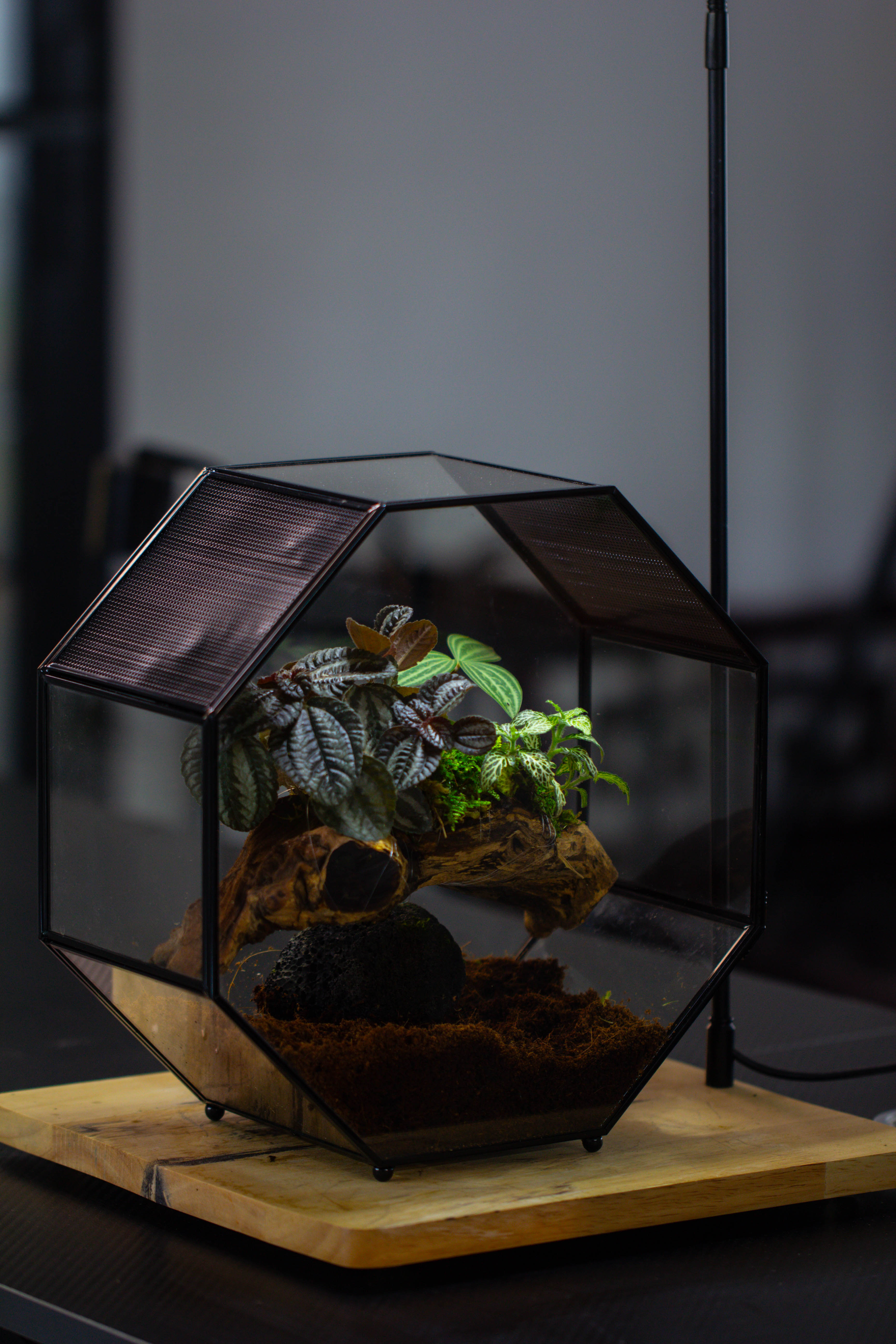 Handmade Octagon Glass Geometric Terrarium with Side Vent, Spider Terrarium, Jumping Spider/Snail Terrarium, Jumping Spider Enclosure - NCYPgarden