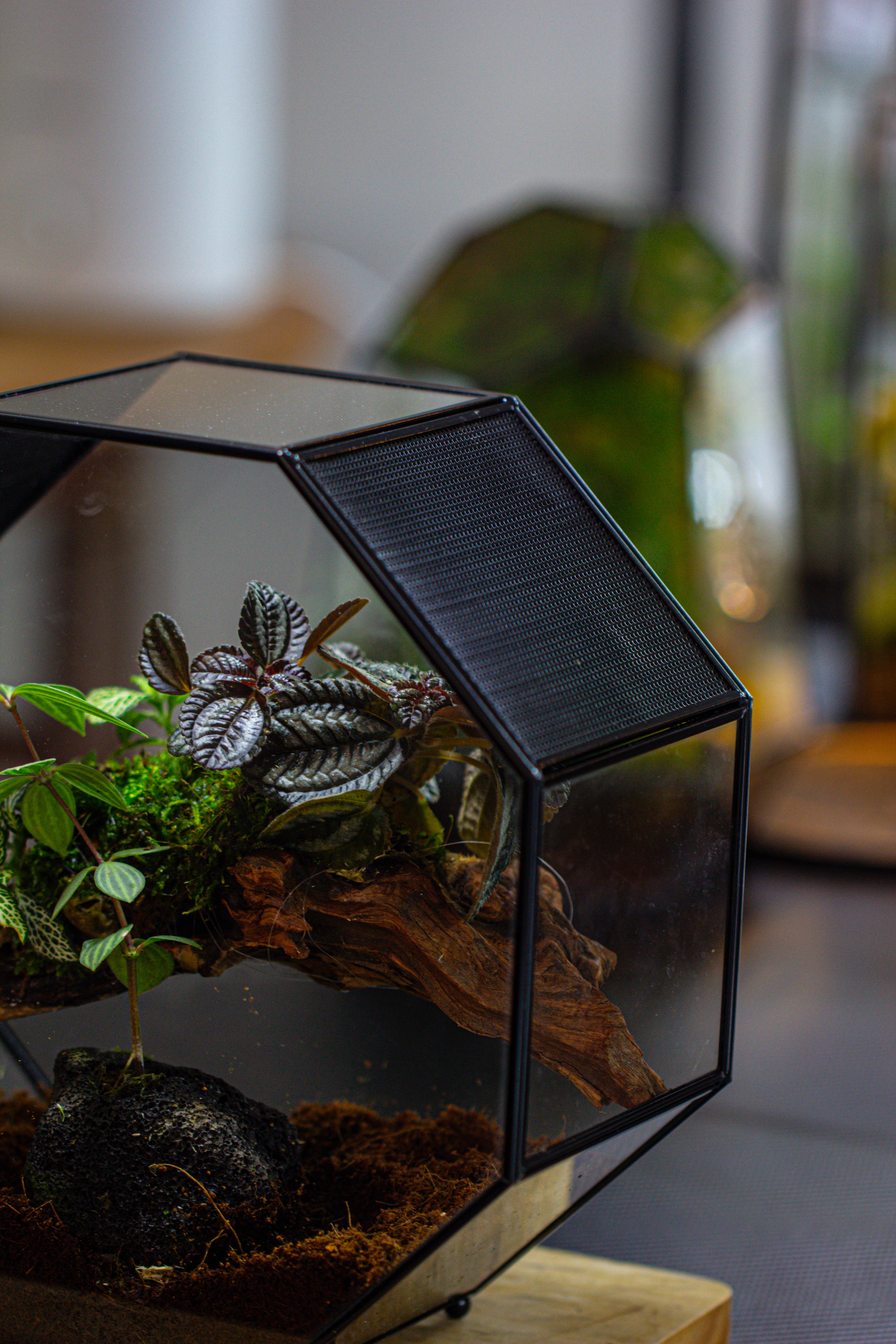 Handmade Octagon Glass Geometric Terrarium with Side Vent, Spider Terrarium, Jumping Spider/Snail Terrarium, Jumping Spider Enclosure - NCYPgarden