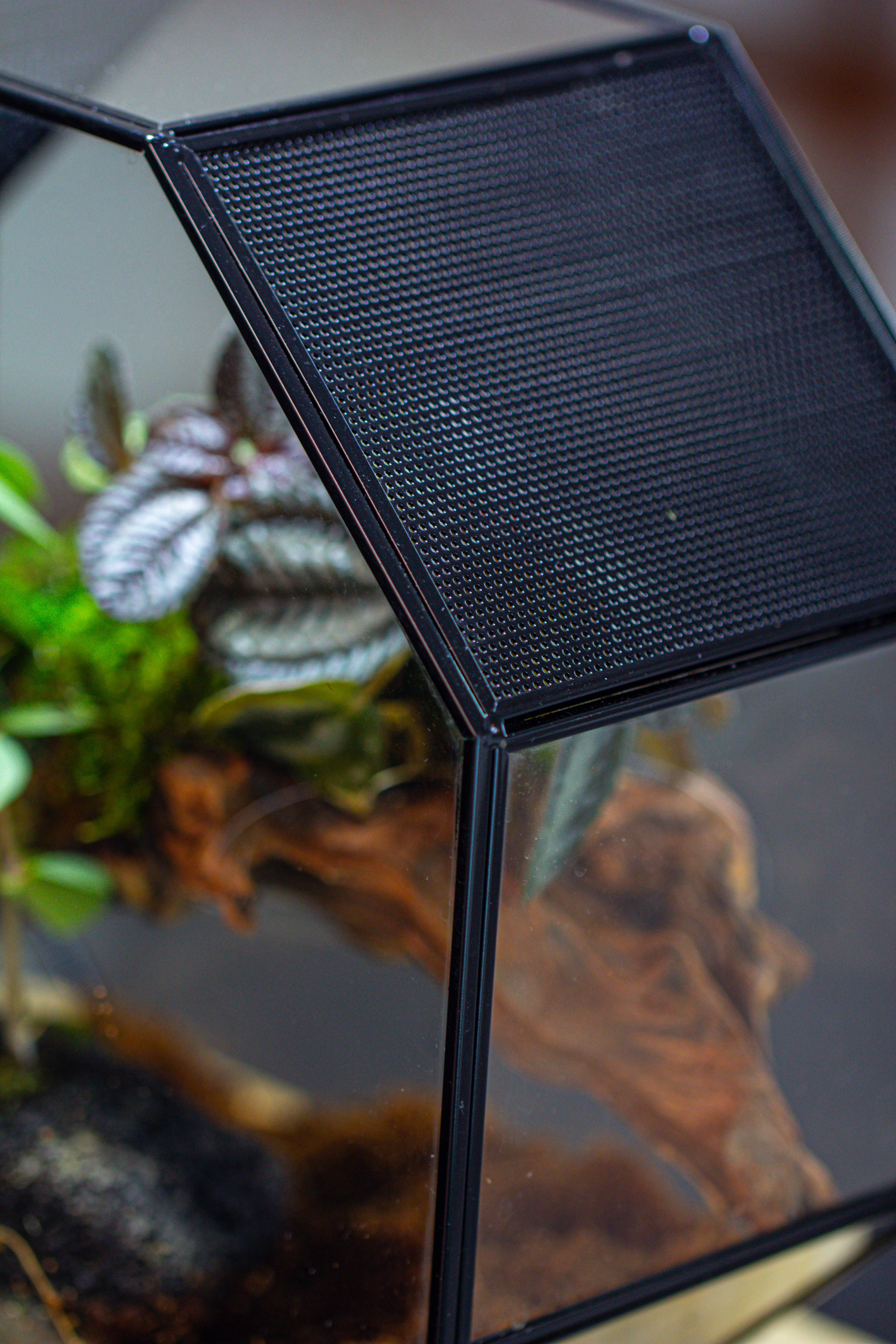 Handmade Octagon Glass Geometric Terrarium with Side Vent, Spider Terrarium, Jumping Spider/Snail Terrarium, Jumping Spider Enclosure - NCYPgarden