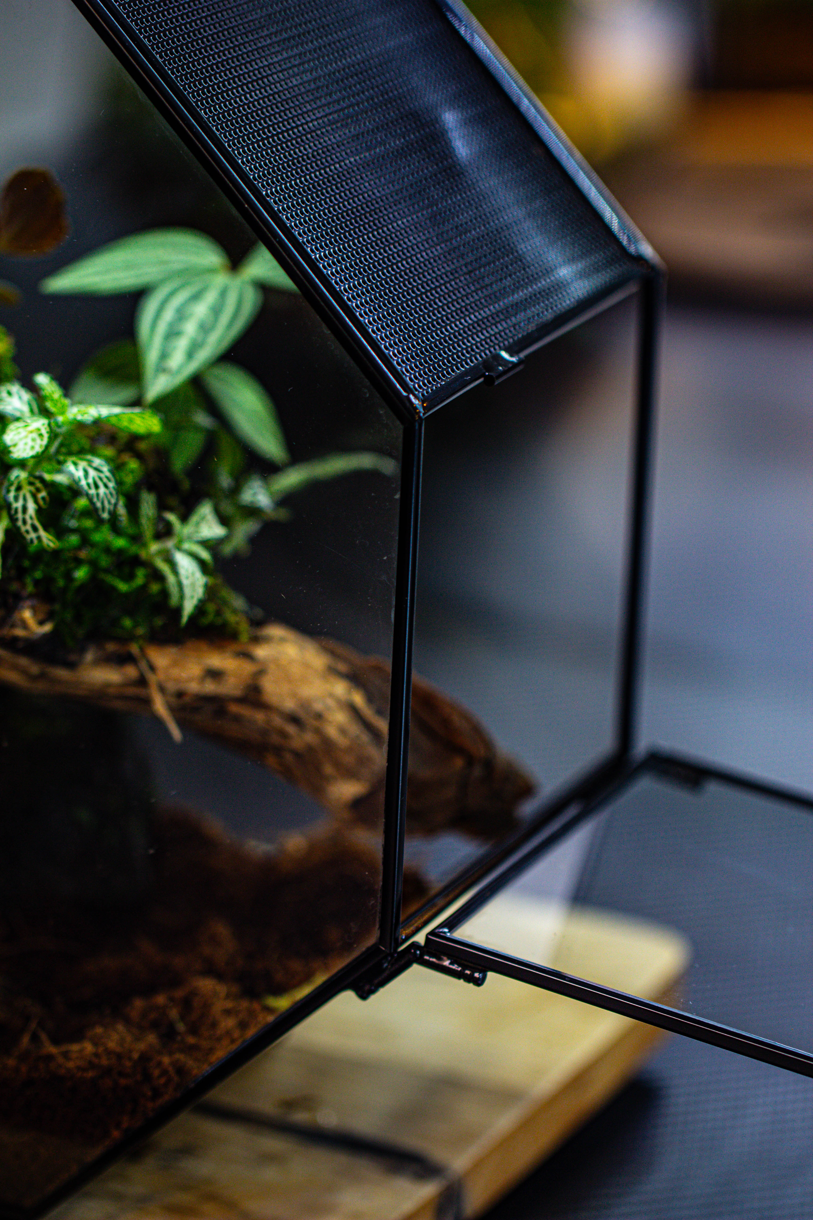 Handmade Octagon Glass Geometric Terrarium with Side Vent, Spider Terrarium, Jumping Spider/Snail Terrarium, Jumping Spider Enclosure - NCYPgarden