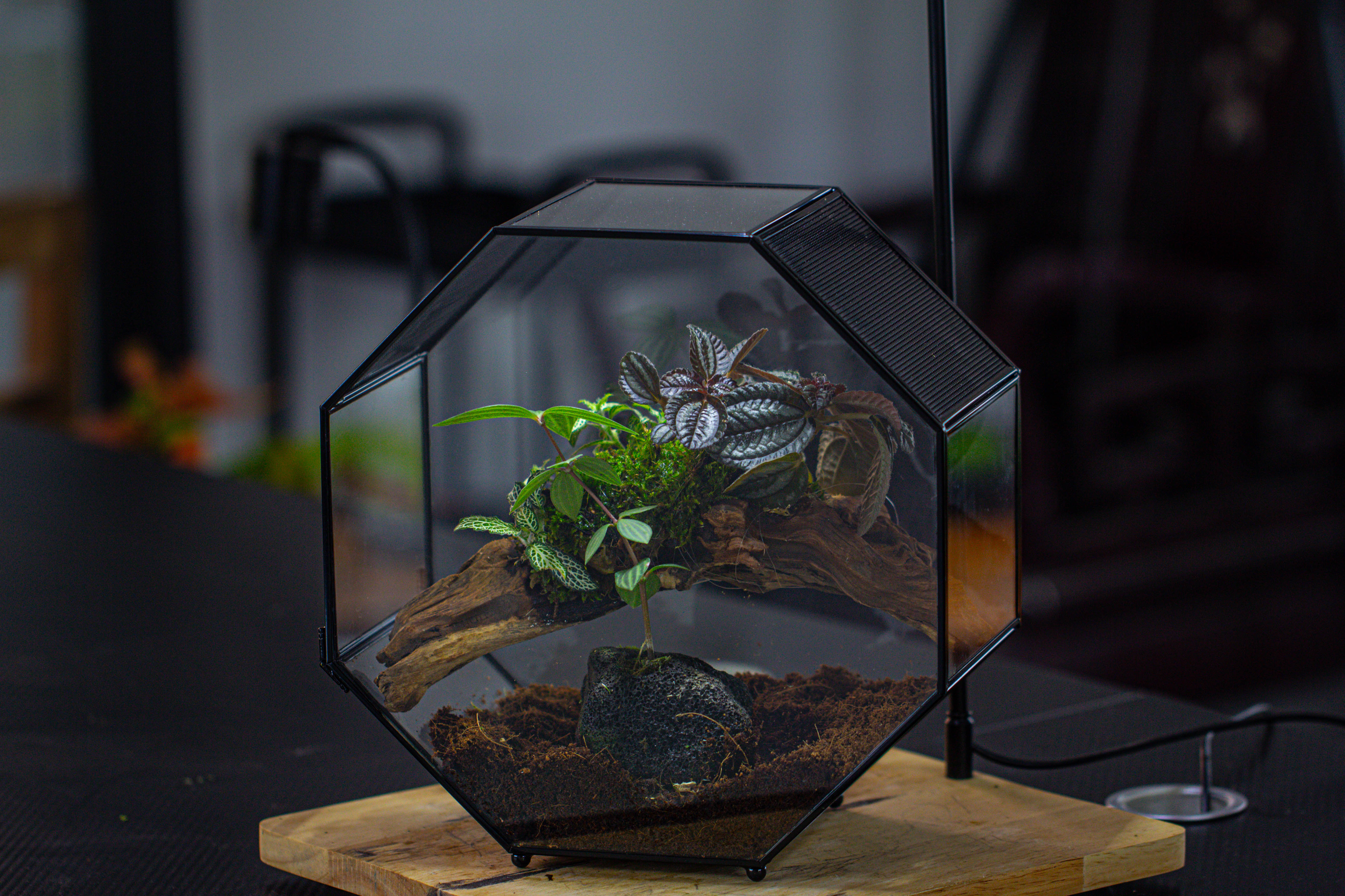 Handmade Octagon Glass Geometric Terrarium with Side Vent, Spider Terrarium, Jumping Spider/Snail Terrarium, Jumping Spider Enclosure - NCYPgarden