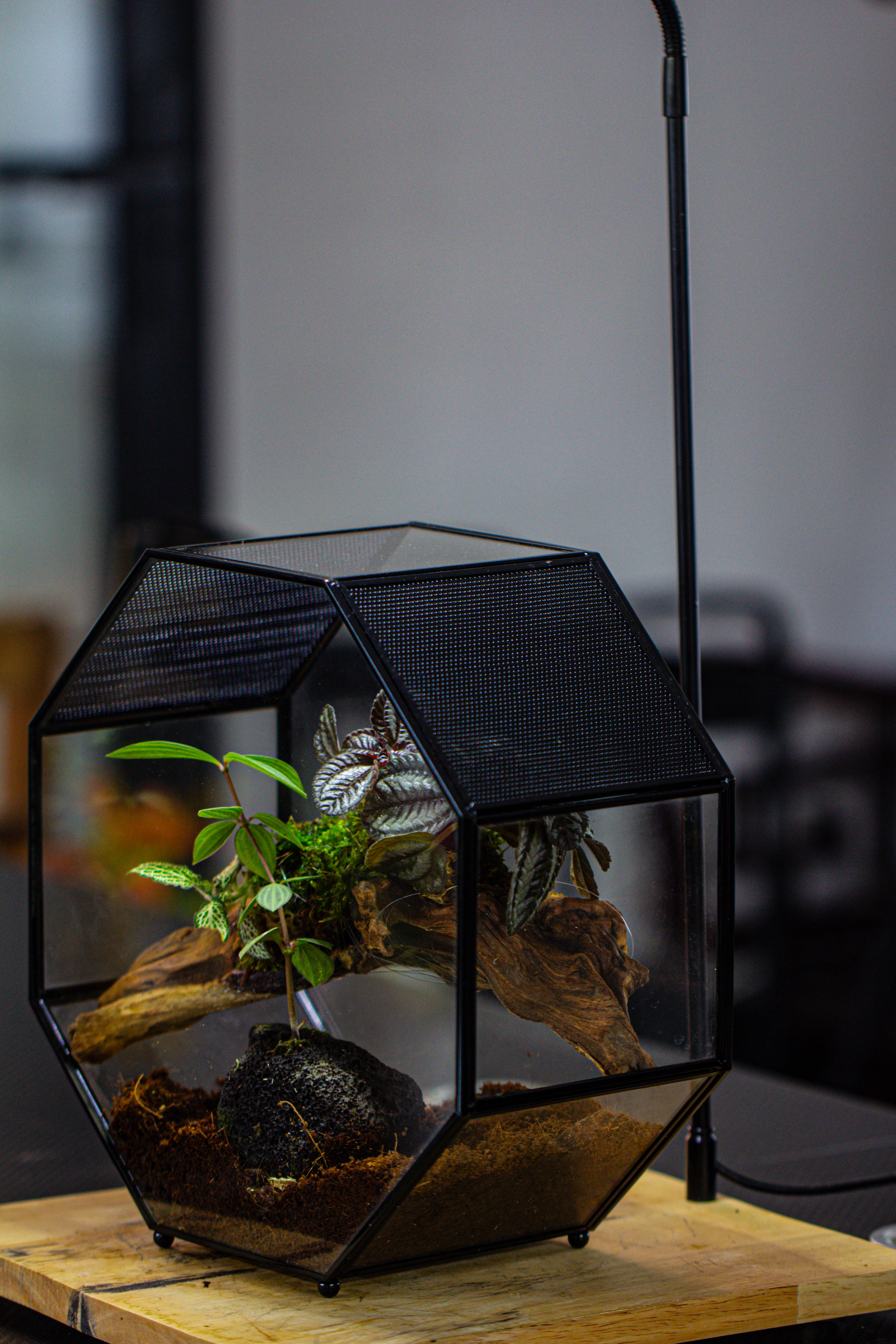 Handmade Octagon Glass Geometric Terrarium with Side Vent, Spider Terrarium, Jumping Spider/Snail Terrarium, Jumping Spider Enclosure - NCYPgarden
