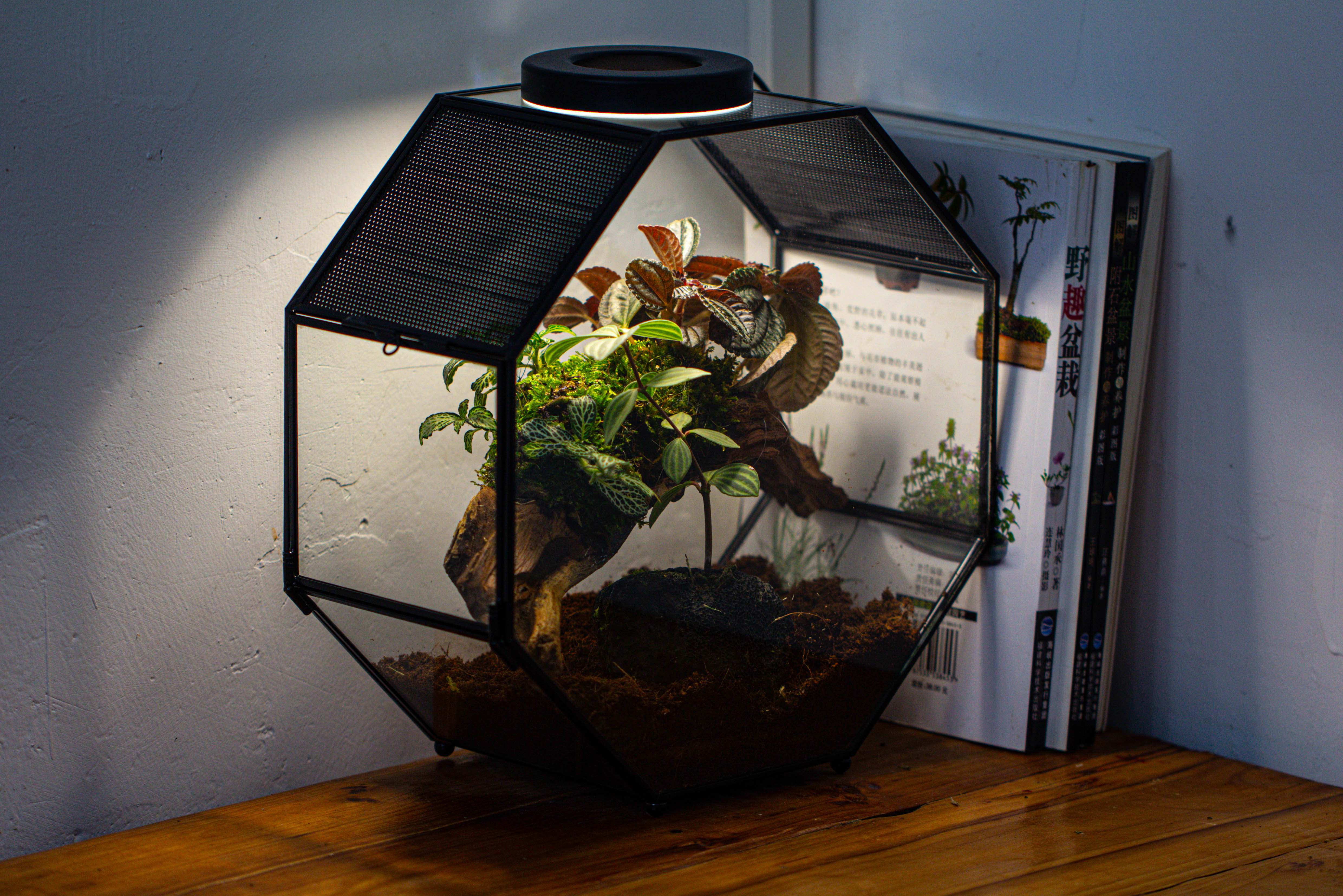 Handmade Octagon Glass Geometric Terrarium with Side Vent, Spider Terrarium, Jumping Spider/Snail Terrarium, Jumping Spider Enclosure - NCYPgarden