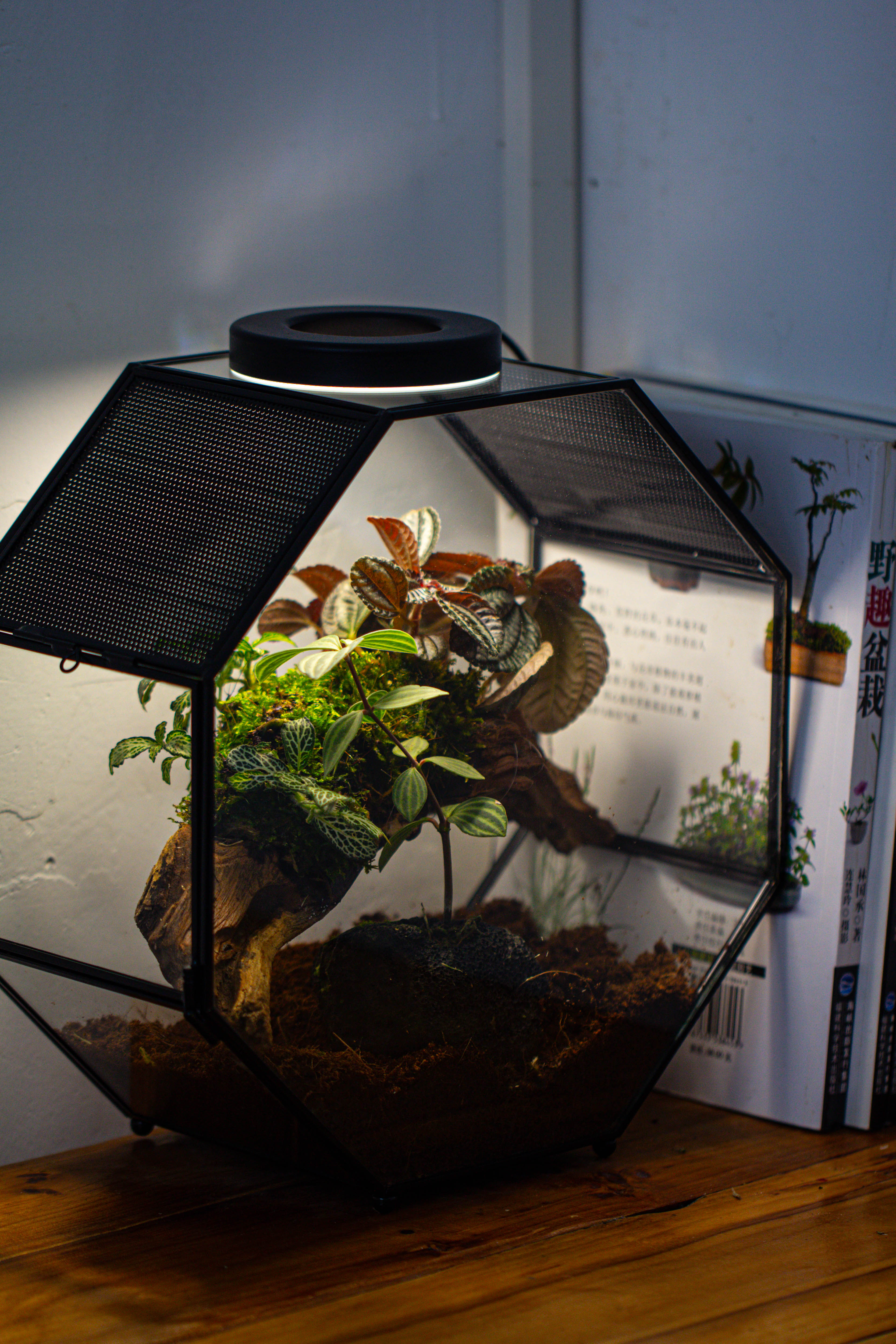 Handmade Octagon Glass Geometric Terrarium with Side Vent, Spider Terrarium, Jumping Spider/Snail Terrarium, Jumping Spider Enclosure - NCYPgarden