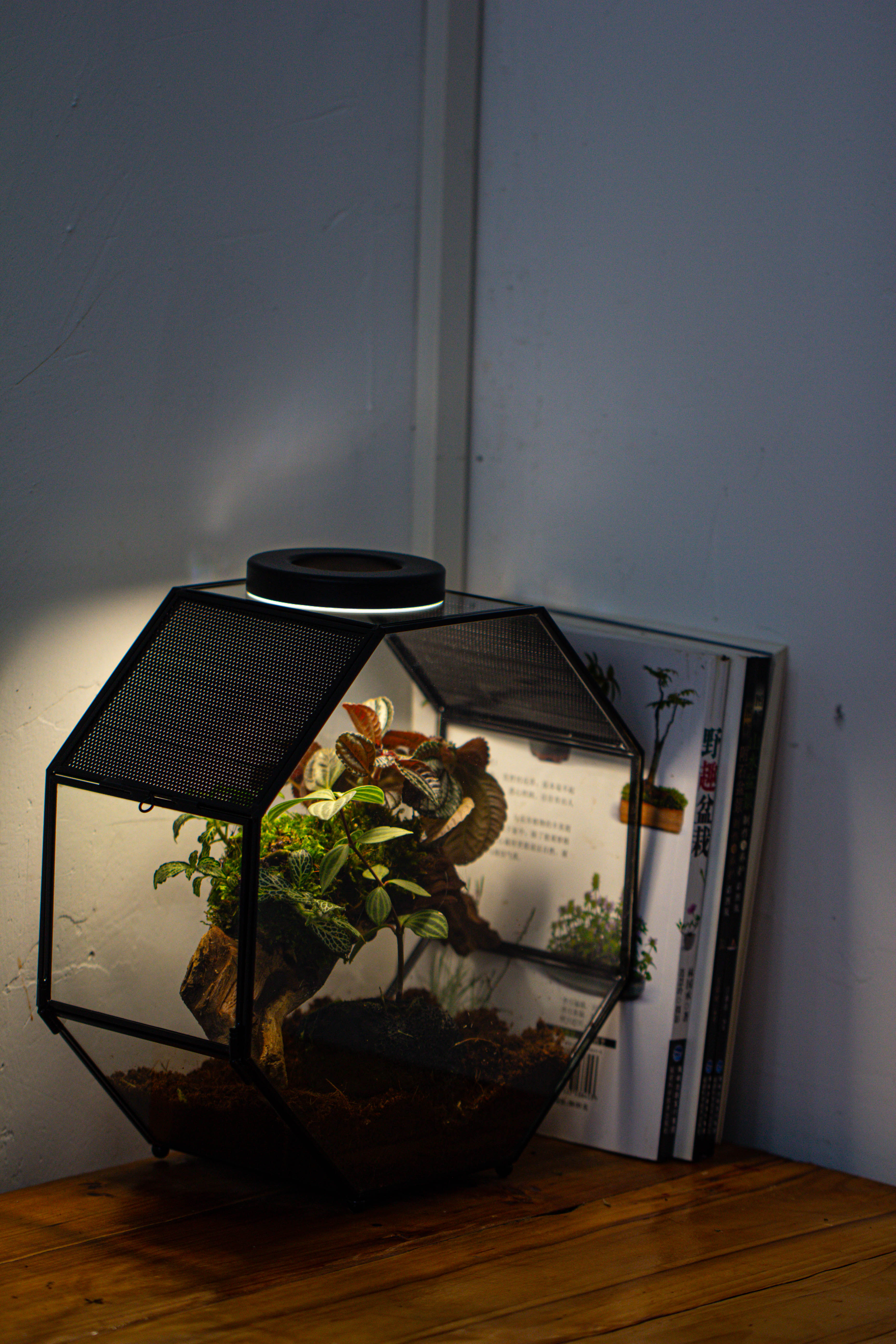 Handmade Octagon Glass Geometric Terrarium with Side Vent, Spider Terrarium, Jumping Spider/Snail Terrarium, Jumping Spider Enclosure - NCYPgarden