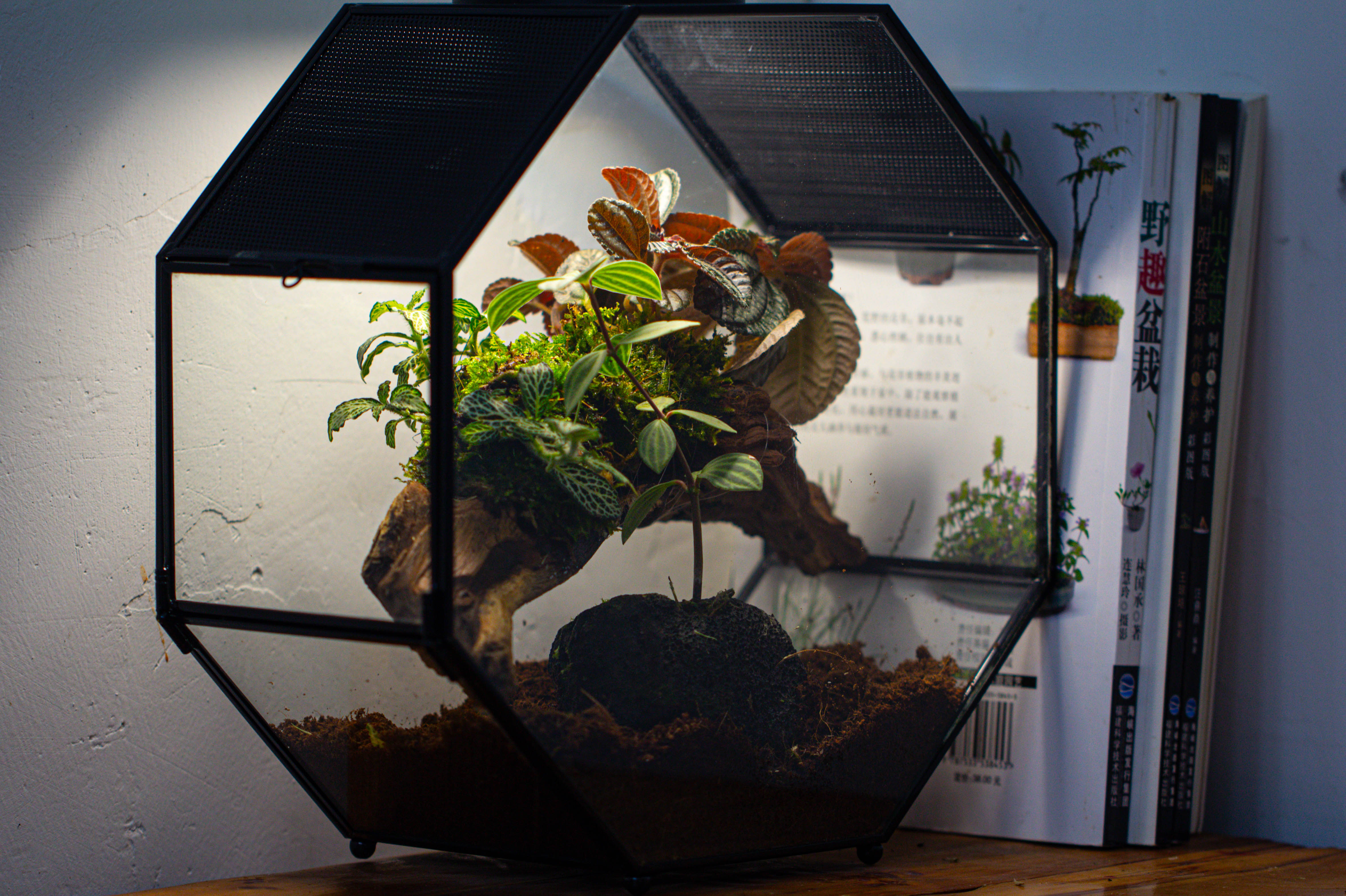 Handmade Octagon Glass Geometric Terrarium with Side Vent, Spider Terrarium, Jumping Spider/Snail Terrarium, Jumping Spider Enclosure - NCYPgarden