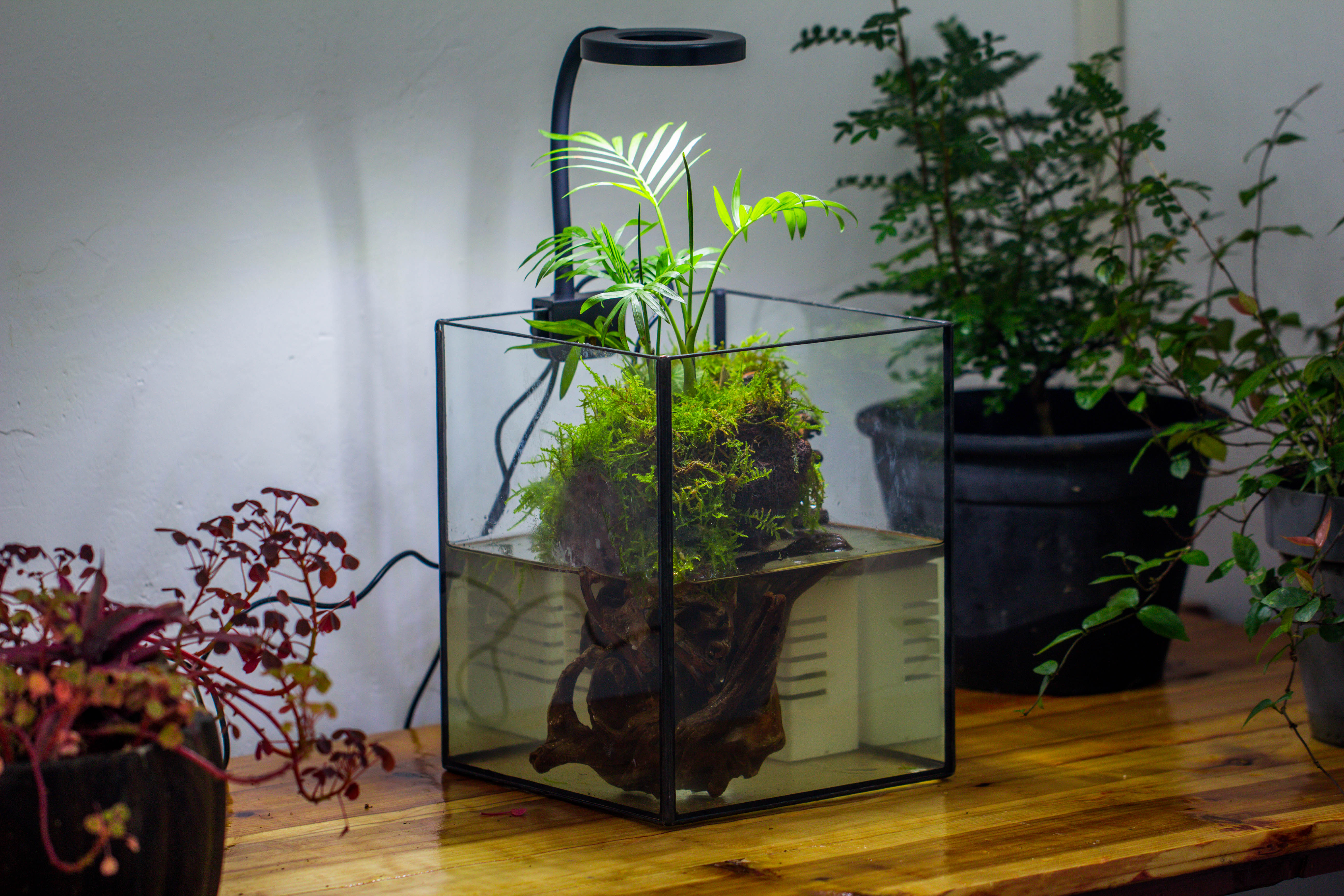 NCYP Watertight Open Geometric Glass Tin Terrarium, for small waterpond, Bog, moss landscape, Water pond, Carnivorous Plants - NCYPgarden