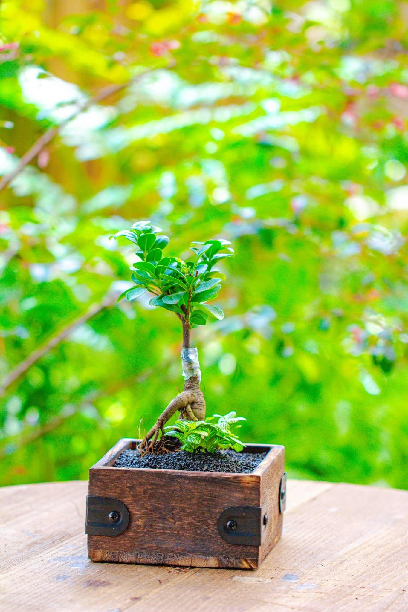 small pot plant trees Small Natural Wood Planter for Small Bonsai and Mix planting – NCYPgarden