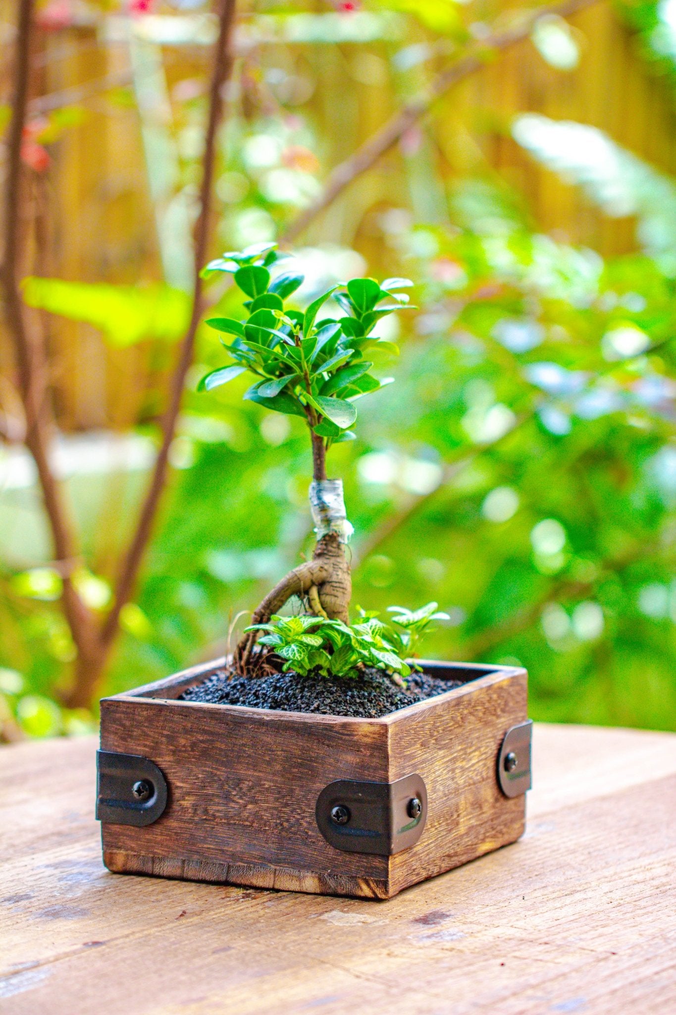 bonsai tree plantation Small Natural Wood Planter for Small Bonsai and Mix planting