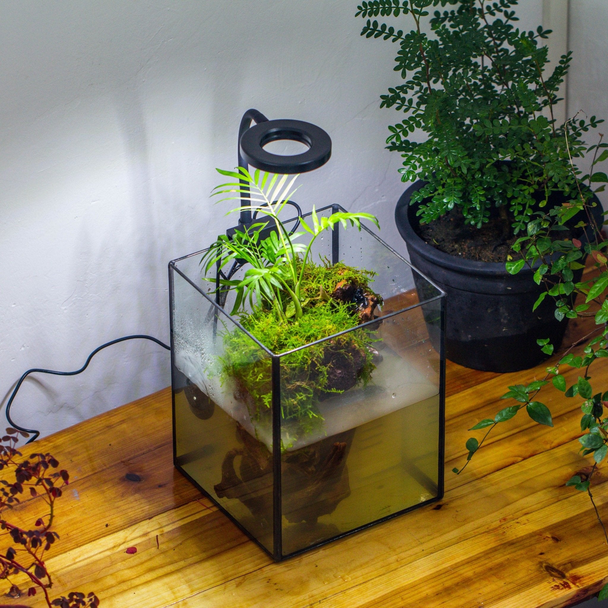 plantes terrarium NCYP Watertight Open Geometric Glass Tin Terrarium, for small waterpond, Bog, moss landscape, Water pond, Carnivorous Plants 8 x 8 x 10inches / 20.3*