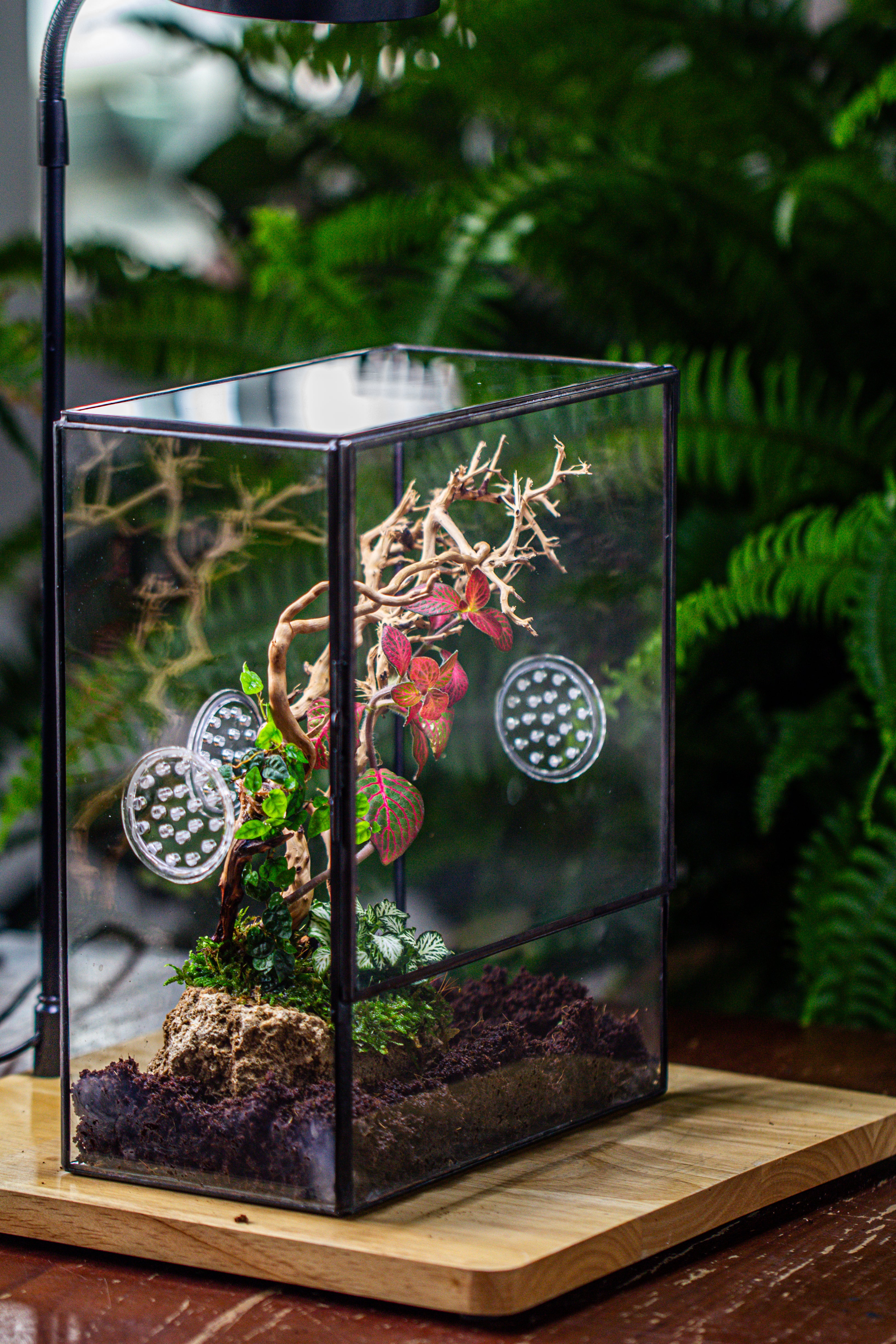 Close Geometric Glass Tin Terrarium with 3 Vents , 8x10" with side door, for insects, snail , spider, micro landscape - NCYPgarden