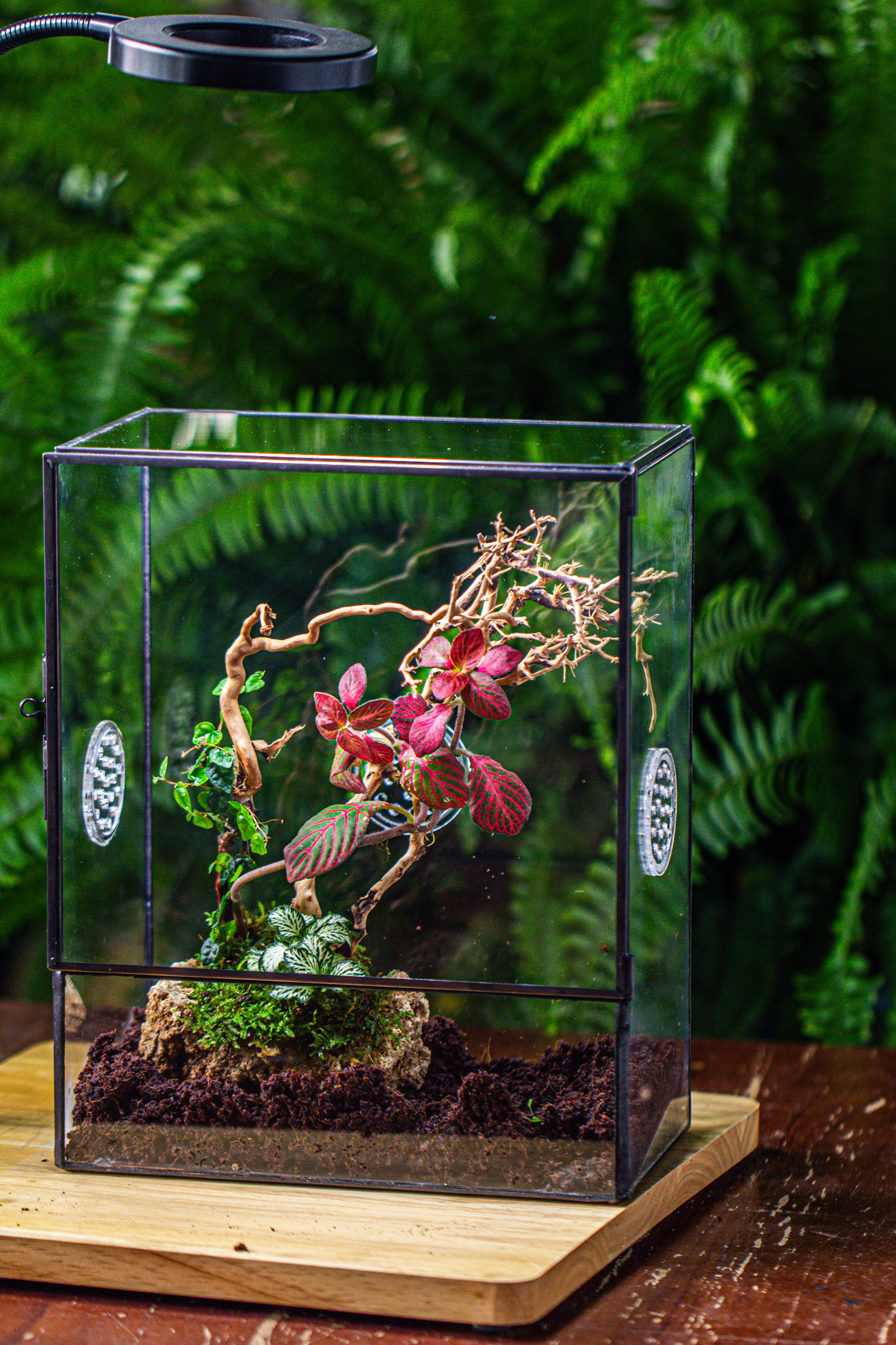 Close Geometric Glass Tin Terrarium with 3 Vents , 8x10" with side door, for insects, snail , spider, micro landscape - NCYPgarden