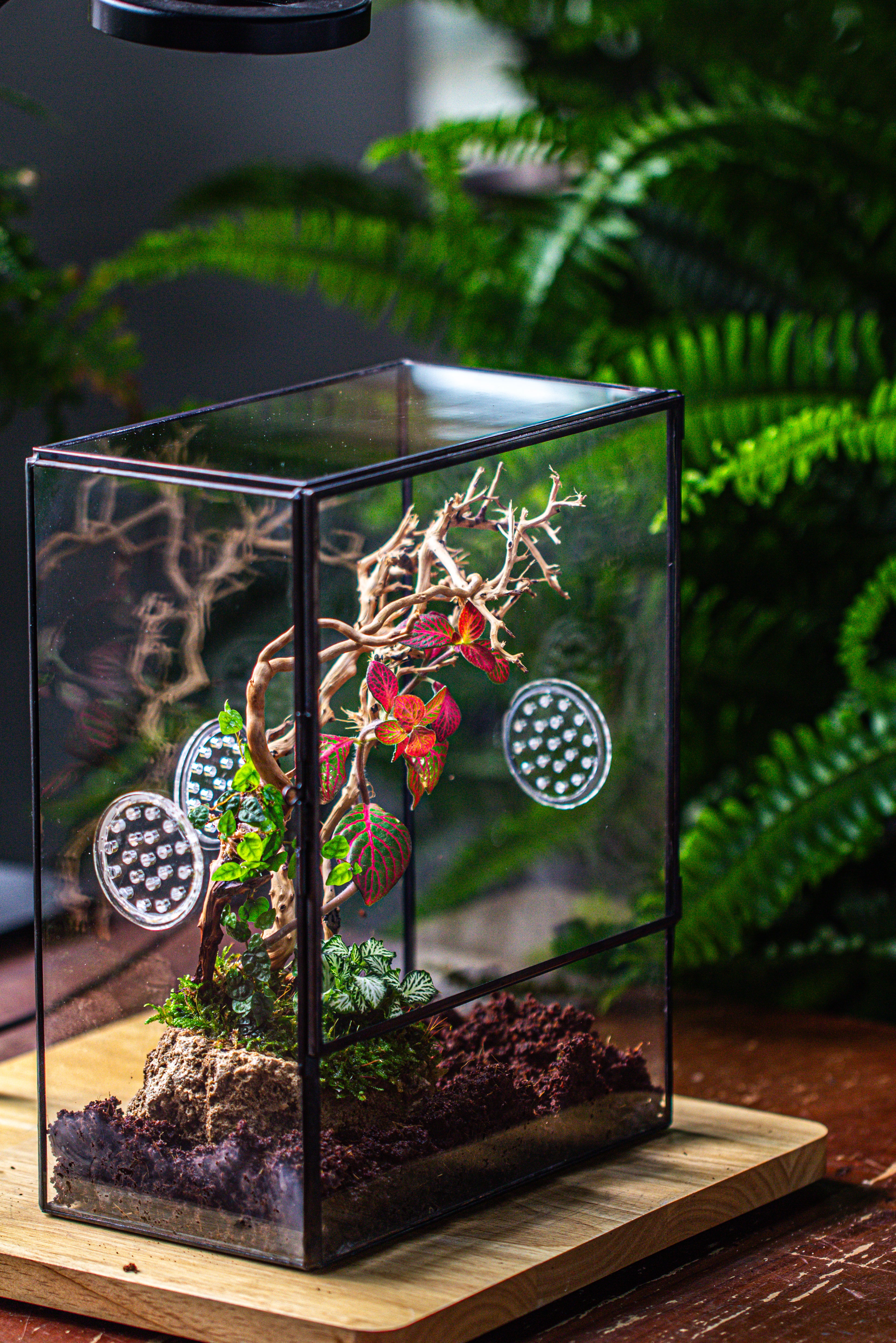 Close Geometric Glass Tin Terrarium with 3 Vents , 8x10" with side door, for insects, snail , spider, micro landscape - NCYPgarden