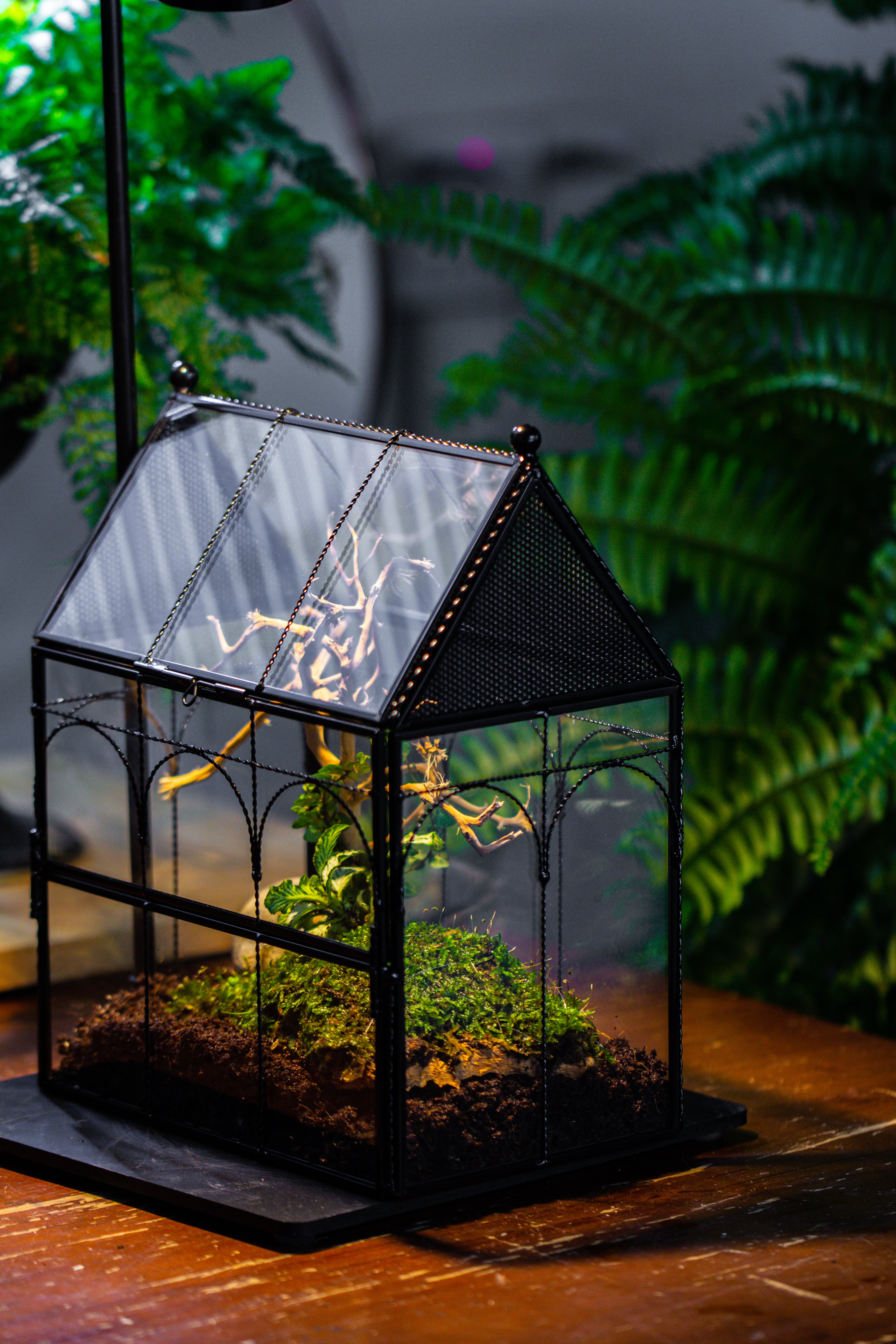NCYP Vintage House Shape Glass Geometric Terrarium, with side door, with Mesh vent holes for small Insects Pet - NCYPgarden