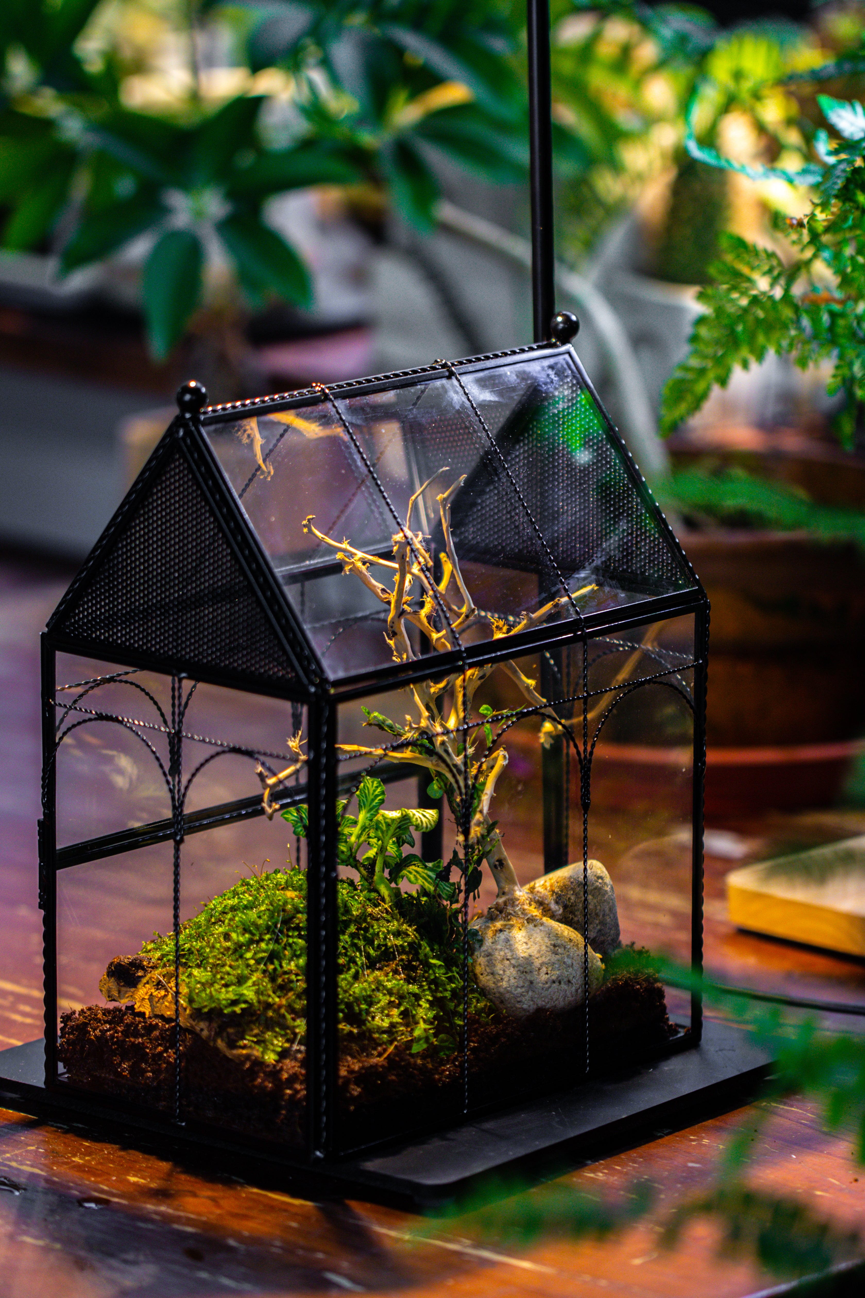 NCYP Vintage House Shape Glass Geometric Terrarium, with side door, with Mesh vent holes for small Insects Pet - NCYPgarden