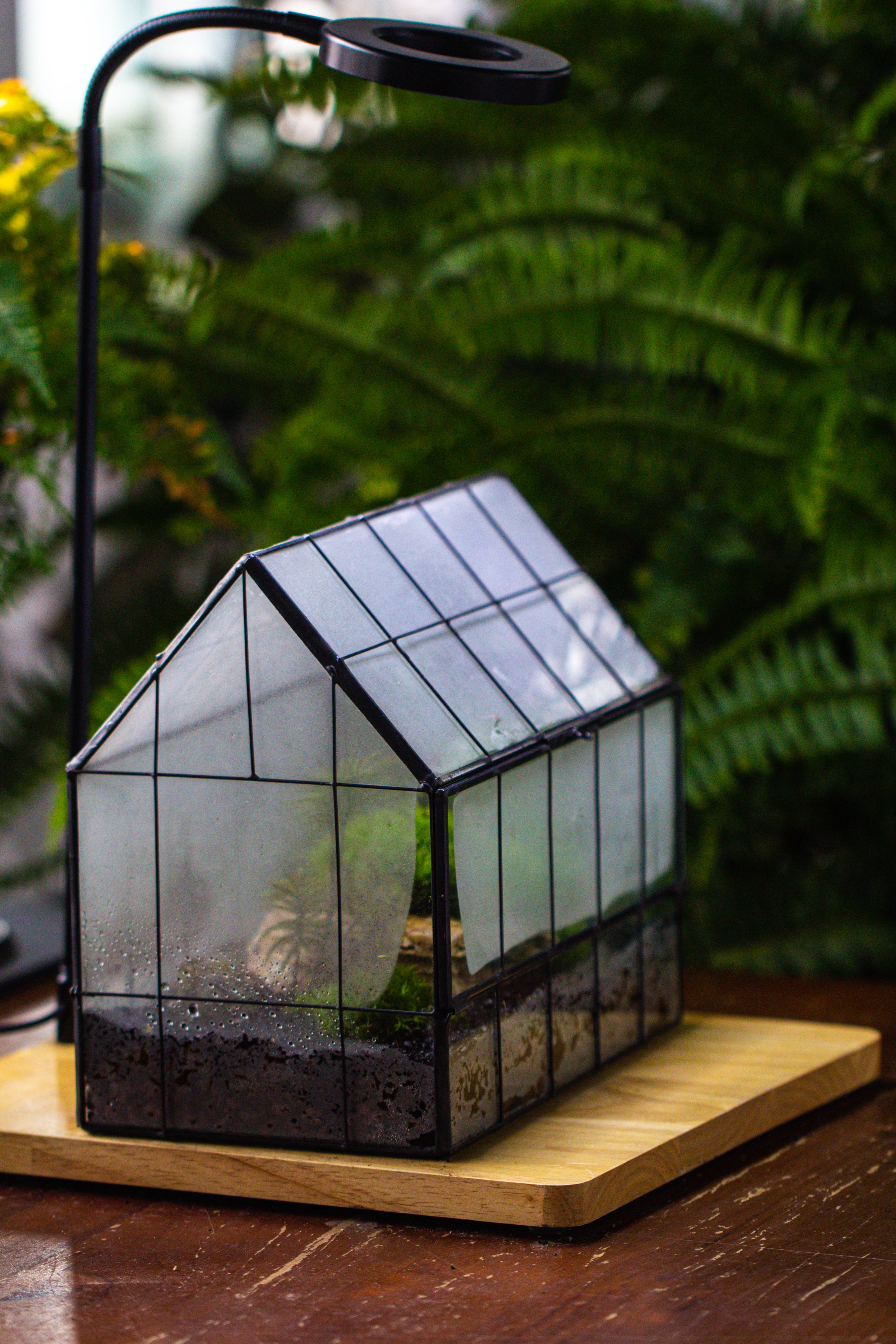 Handmade Glass Terrarium with LED Grow Light Set - NCYPgarden