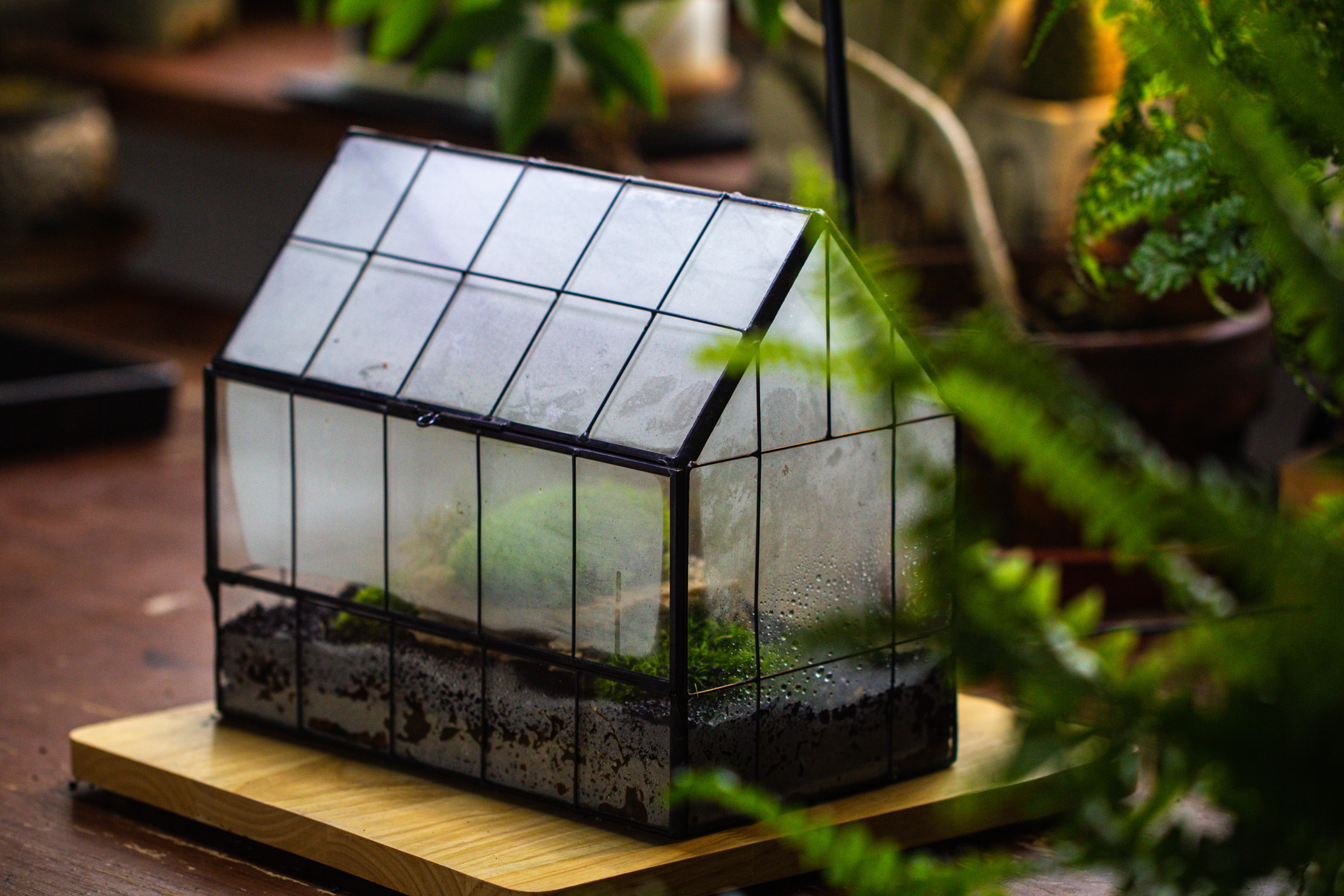 Handmade Glass Terrarium with LED Grow Light Set - NCYPgarden