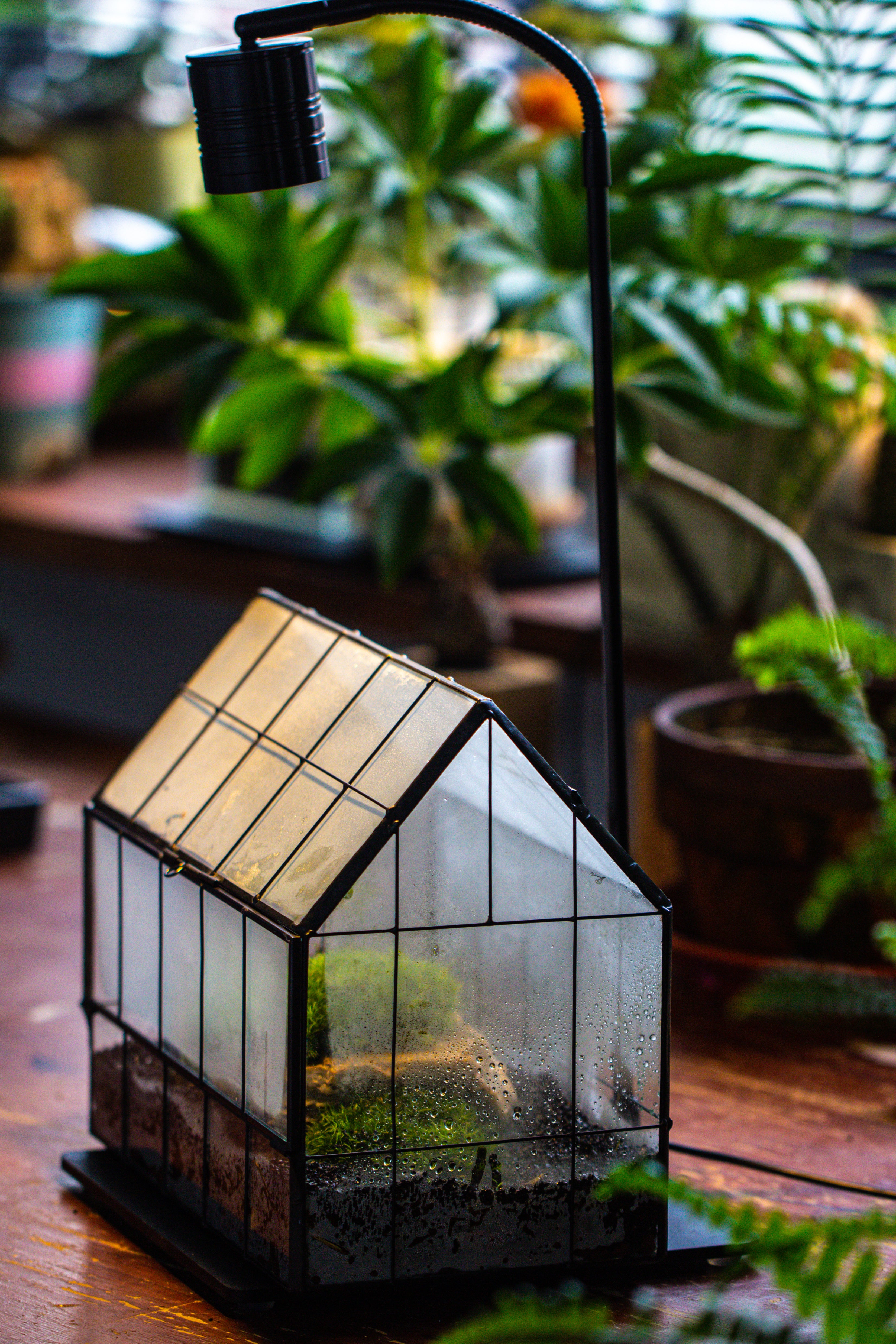Handmade Glass Terrarium with LED Grow Light Set - NCYPgarden