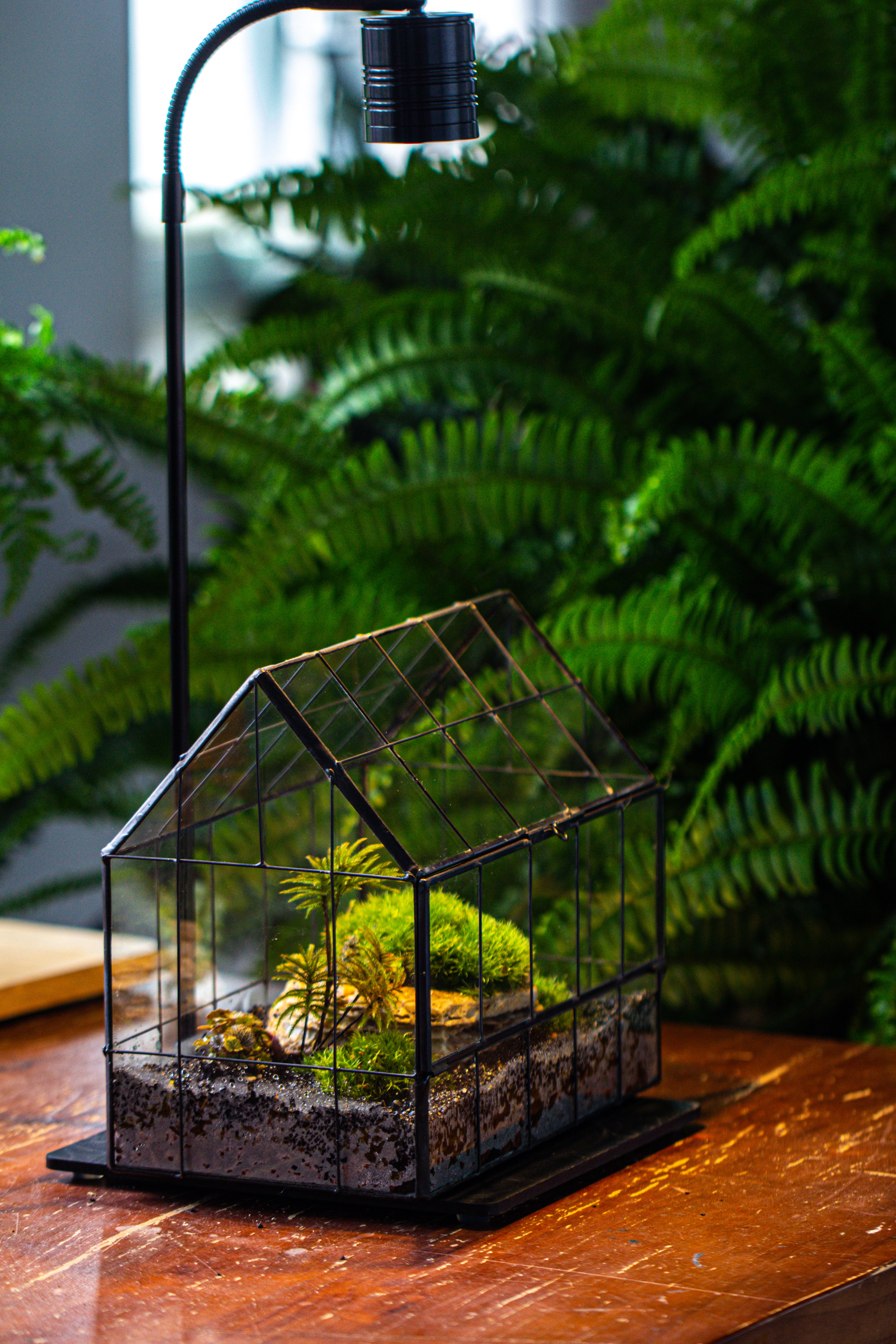 Handmade Glass Terrarium with LED Grow Light Set - NCYPgarden