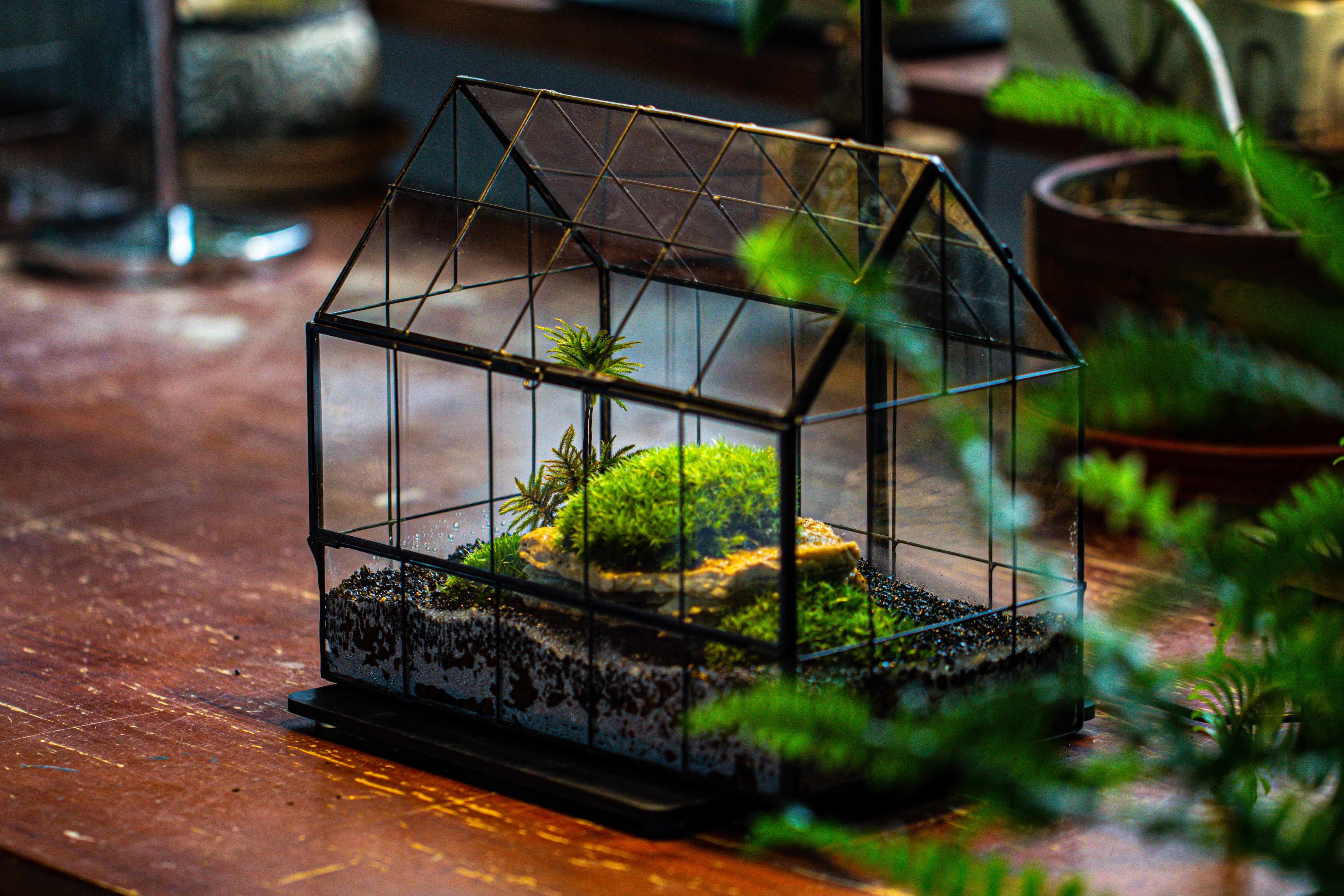 Handmade Glass Terrarium with LED Grow Light Set - NCYPgarden