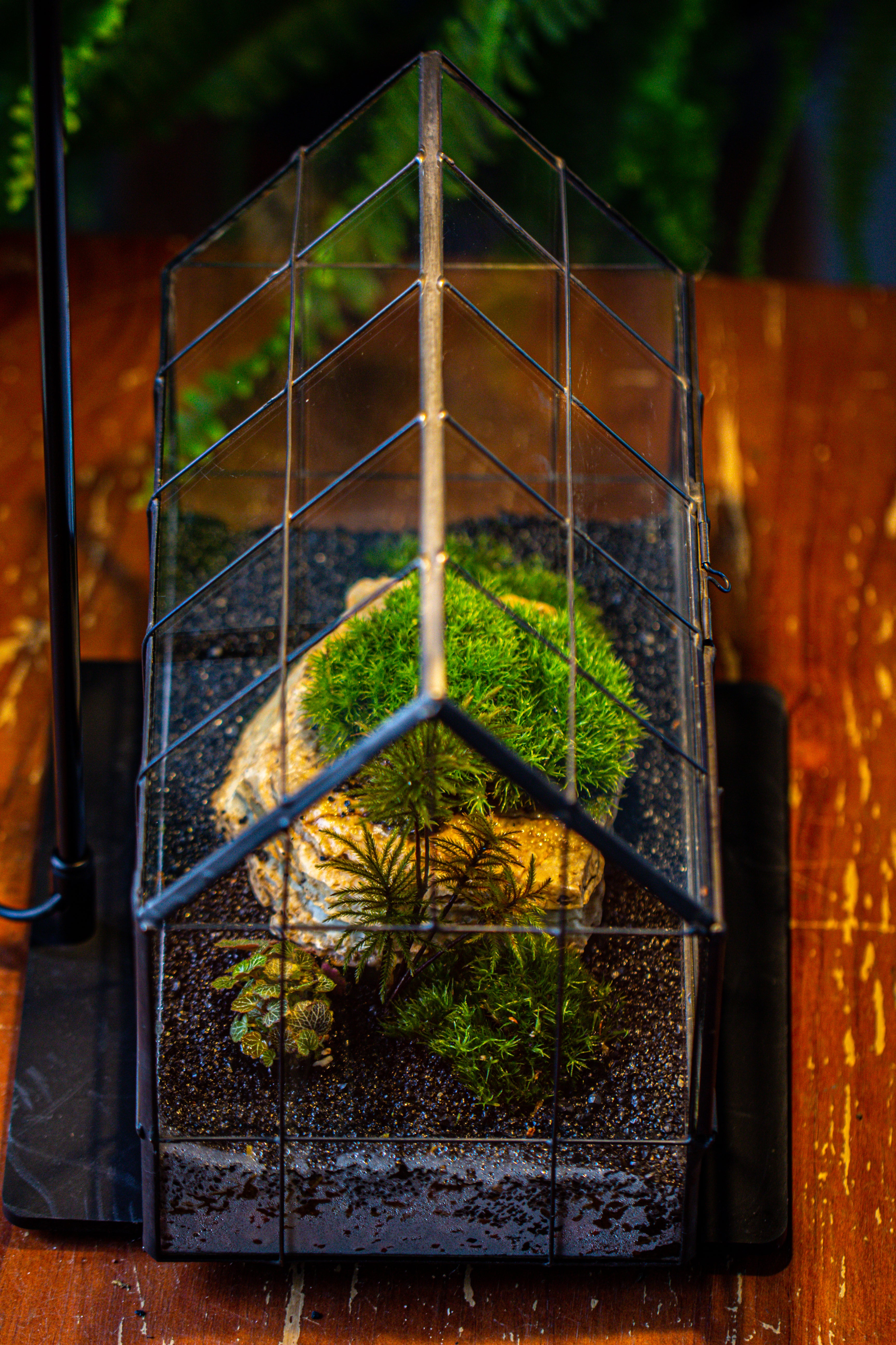 Handmade Glass Terrarium with LED Grow Light Set - NCYPgarden