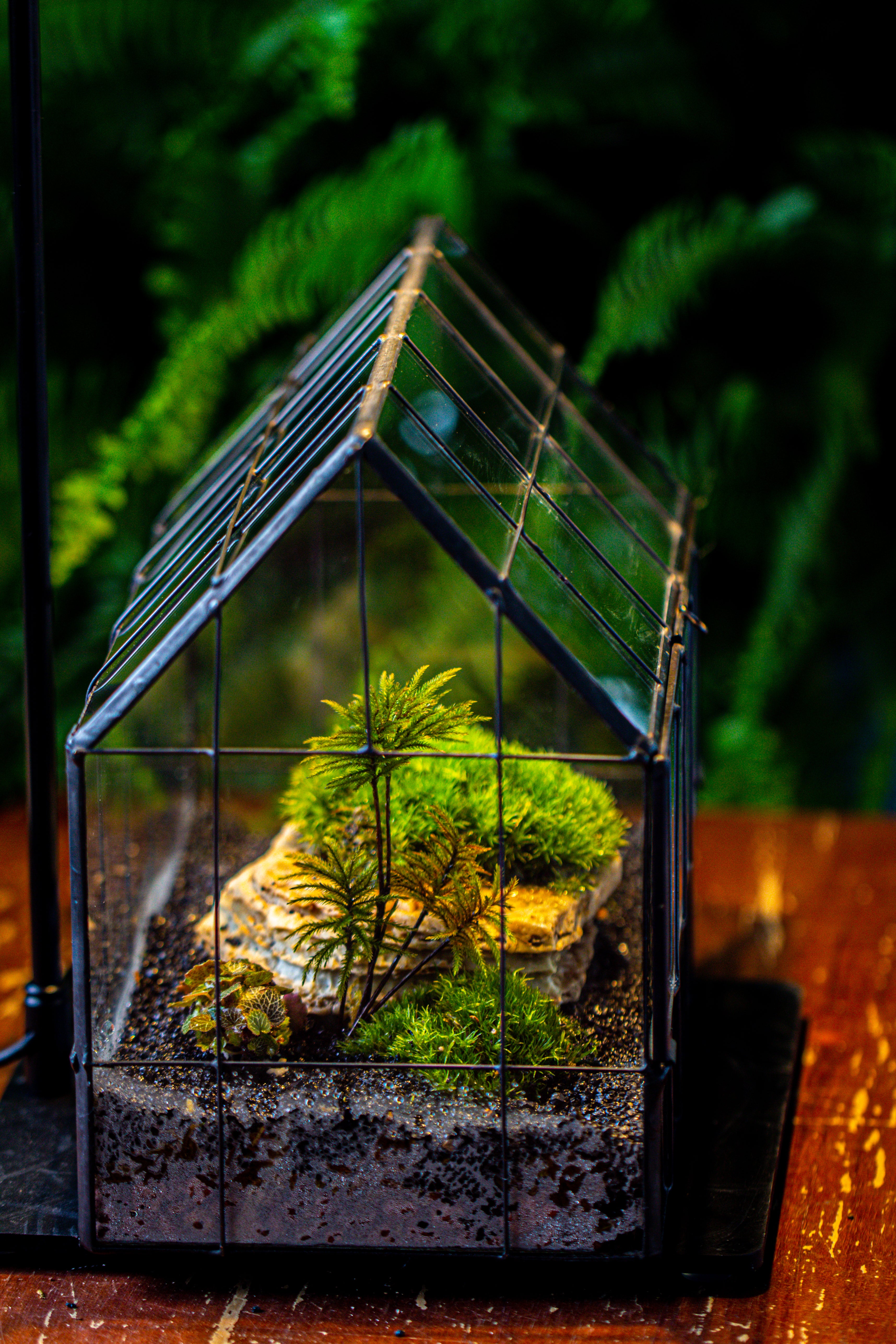 Handmade Glass Terrarium with LED Grow Light Set - NCYPgarden