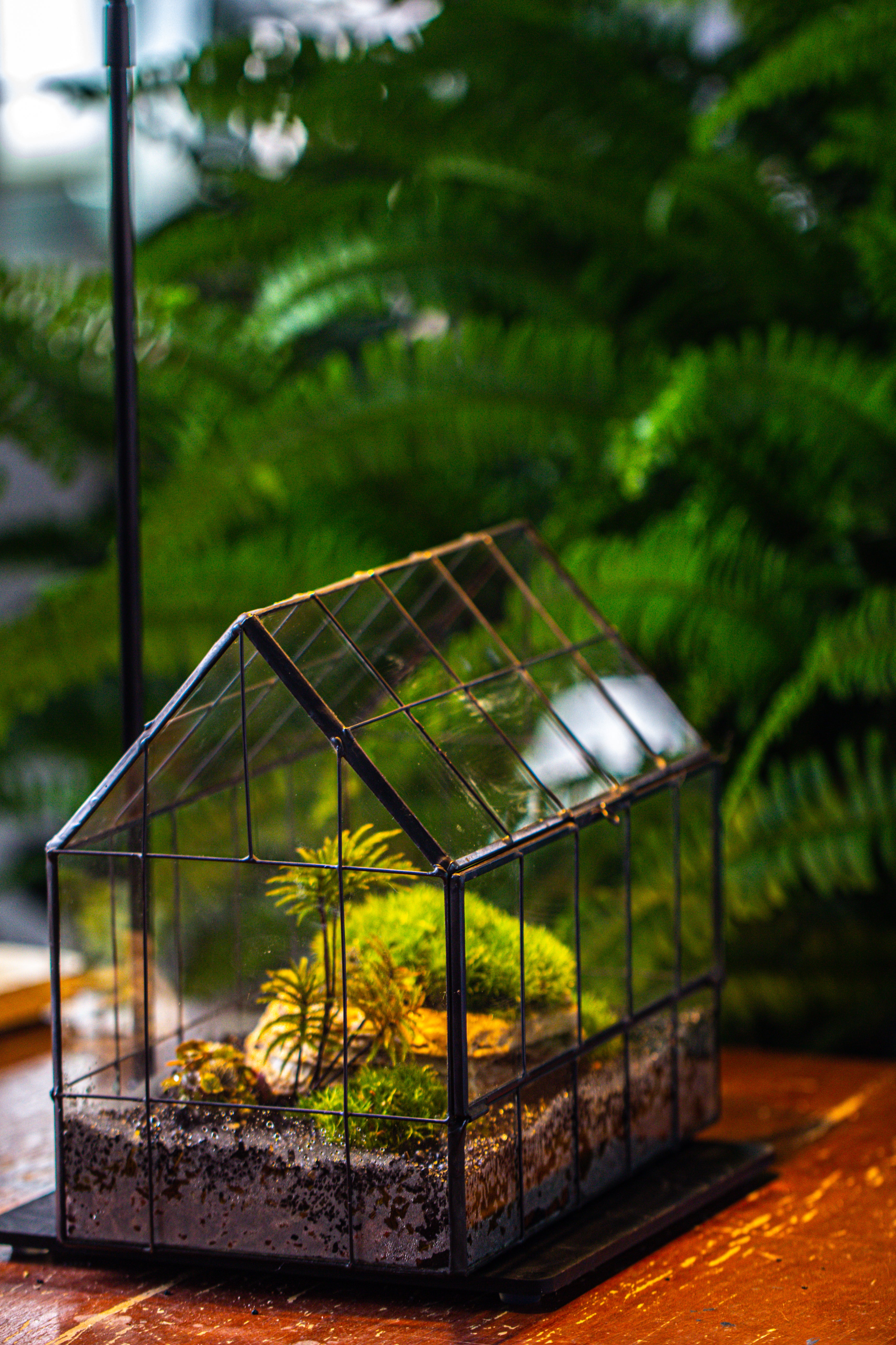 Handmade Glass Terrarium with LED Grow Light Set - NCYPgarden