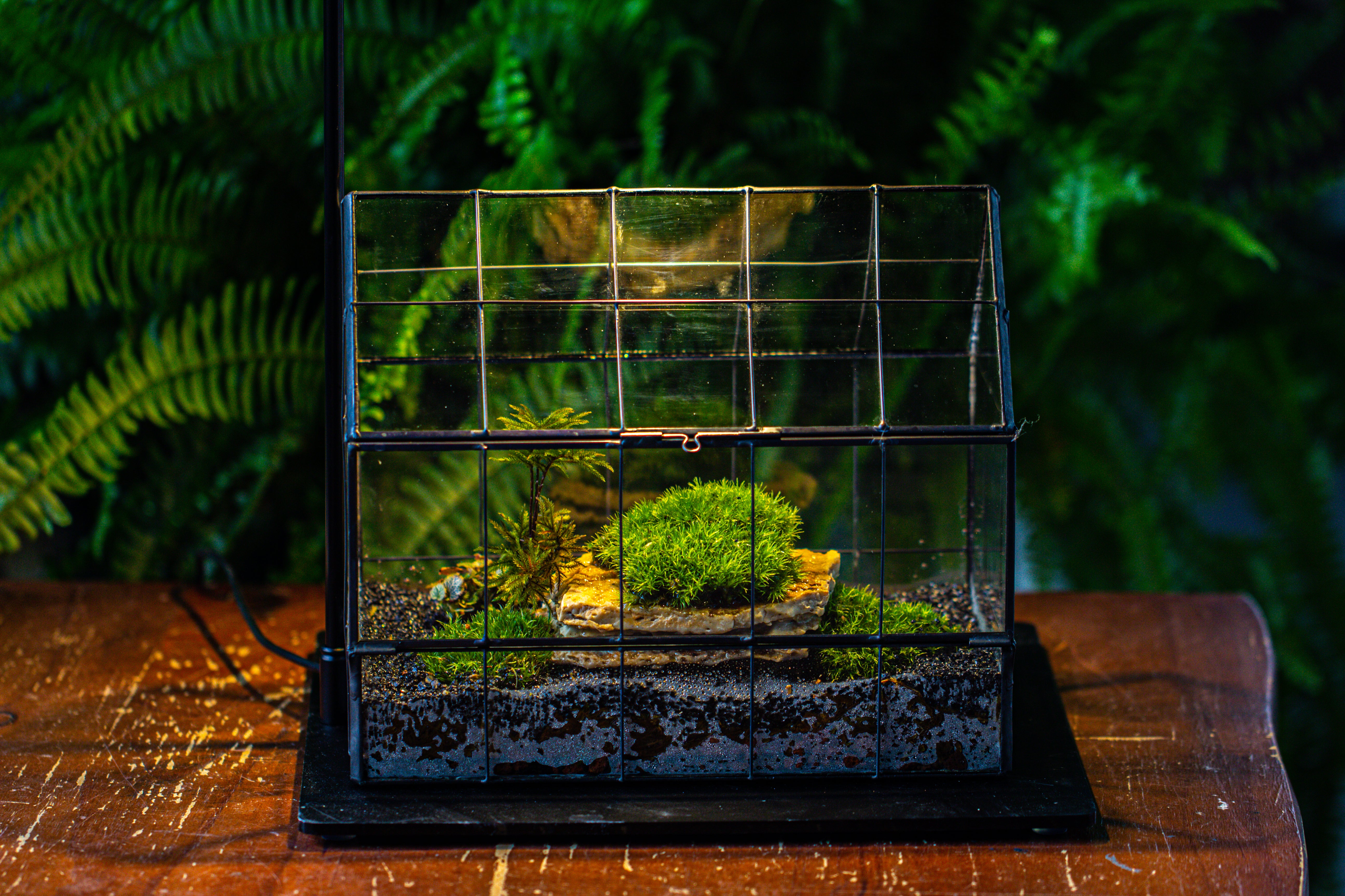 Handmade Glass Terrarium with LED Grow Light Set, Side Door Closed Geometric GreenHouse with Base and Light Set - NCYPgarden