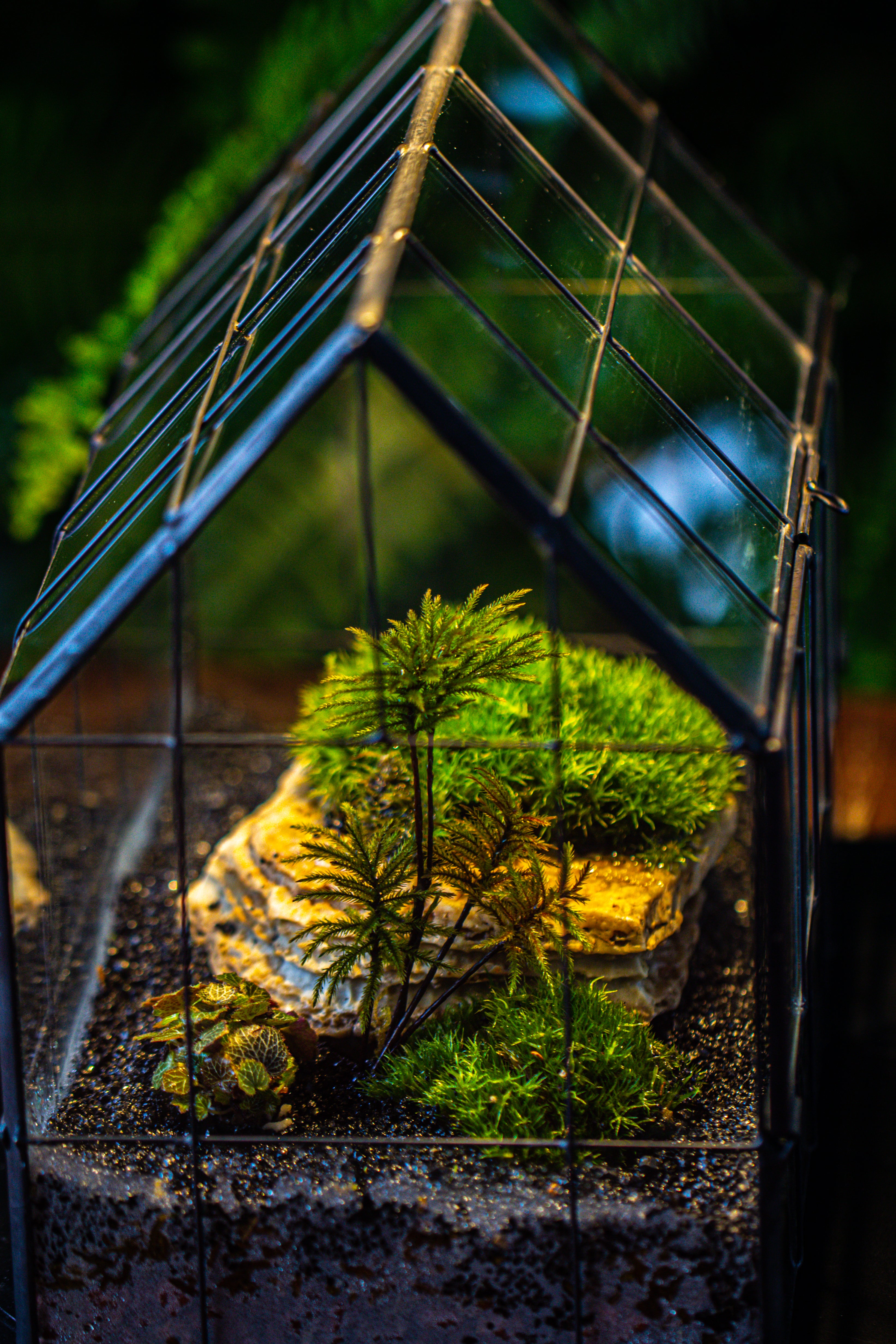Handmade Glass Terrarium with LED Grow Light Set, Side Door Closed Geometric GreenHouse with Base and Light Set - NCYPgarden
