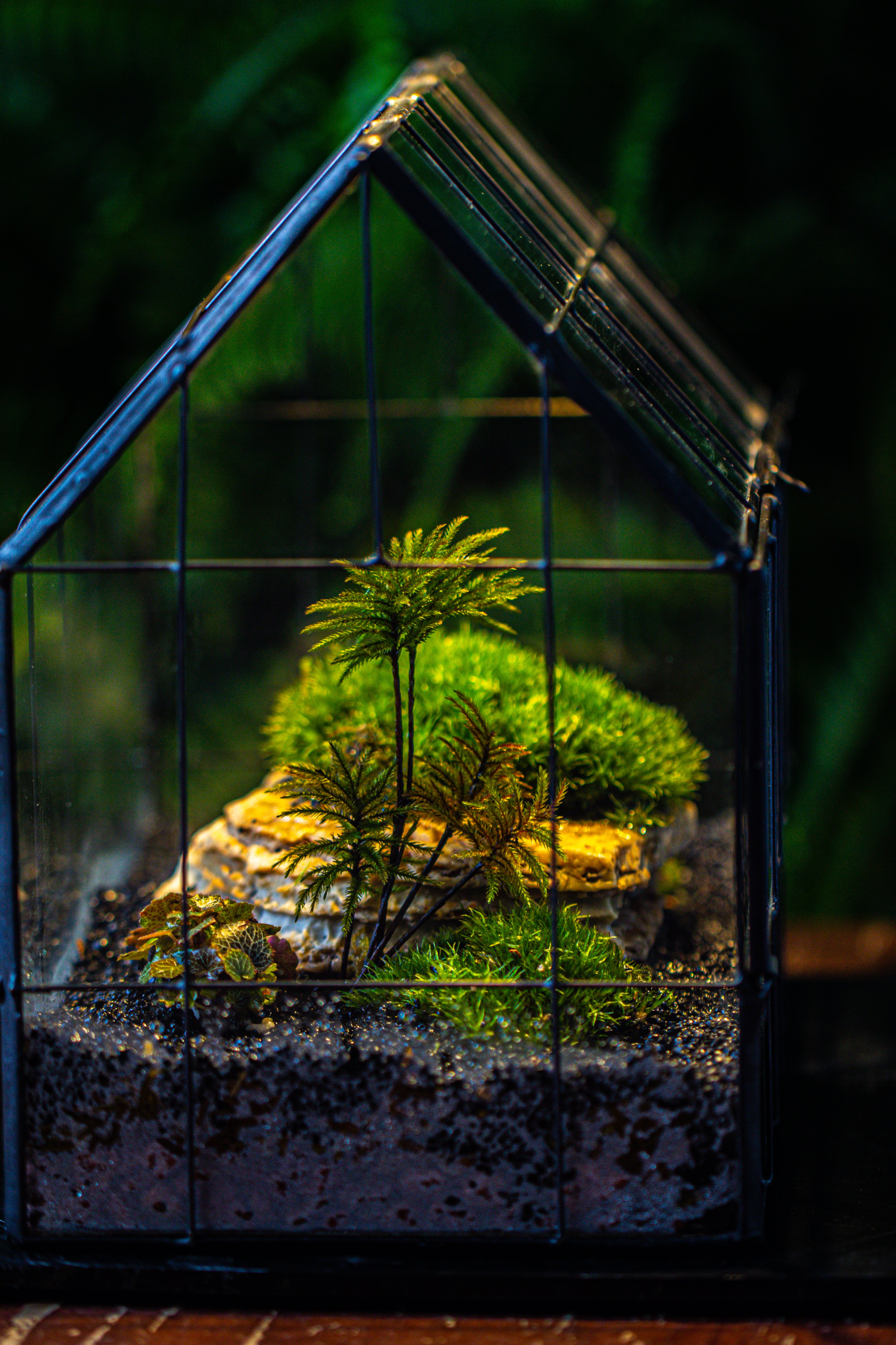 Handmade Glass Terrarium with LED Grow Light Set - NCYPgarden