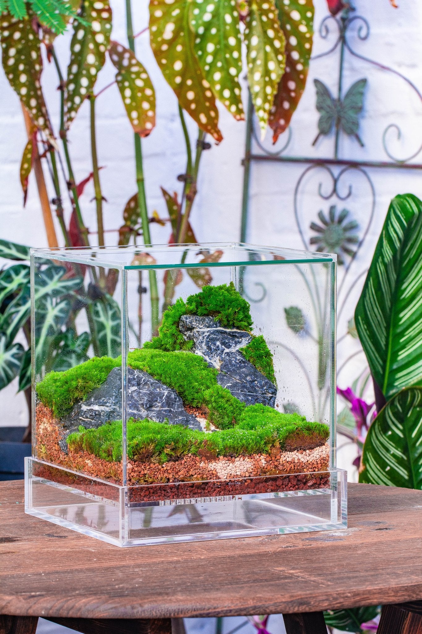 small tropical terrarium plants NCYP Acrylic Close terrarium with drainage bottom, suits for Fly Trap, Pitcher Plants, Moss Ball, Nursery, Small tropical Plants