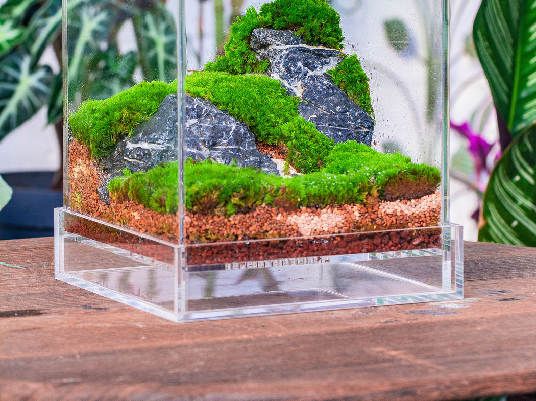 Basic Moss terrarium planting KIT, suitable for Terrarium, moss, fern,  Orchid, Begonia, Small tropical