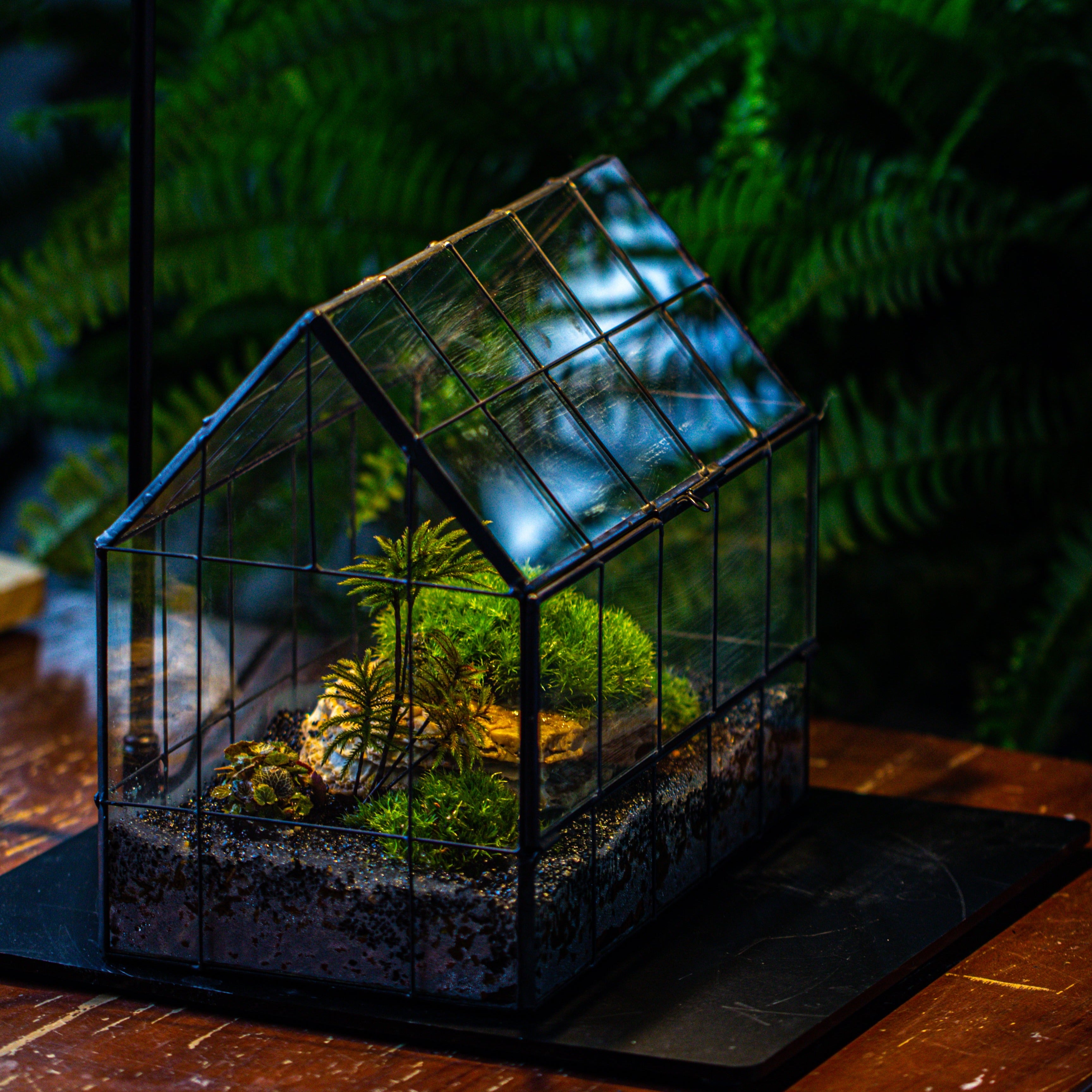 Handmade Glass Terrarium with LED Grow Light Set - NCYPgarden