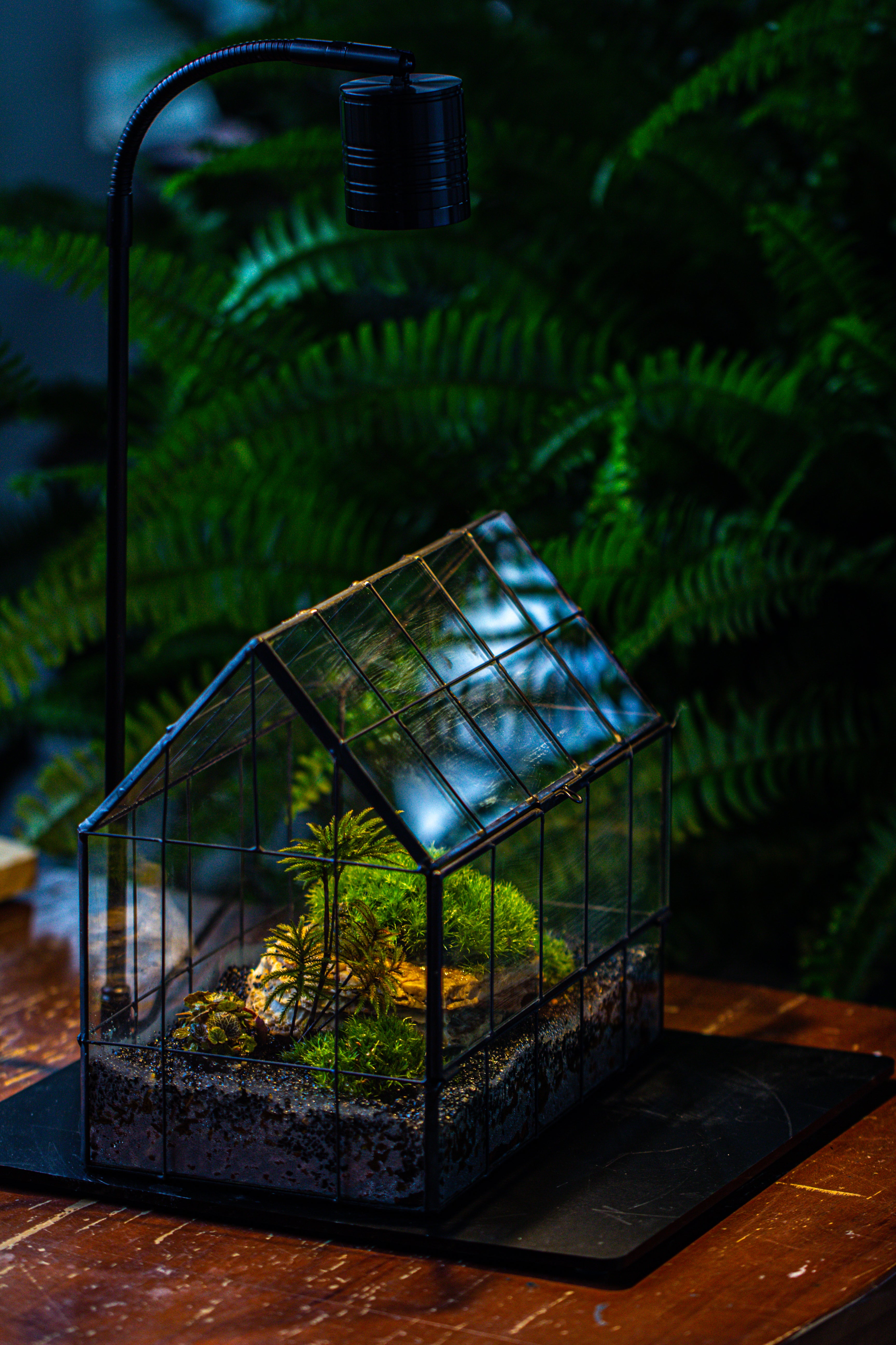 Handmade Glass Terrarium with LED Grow Light Set, Side Door Closed Geometric GreenHouse with Base and Light Set - NCYPgarden