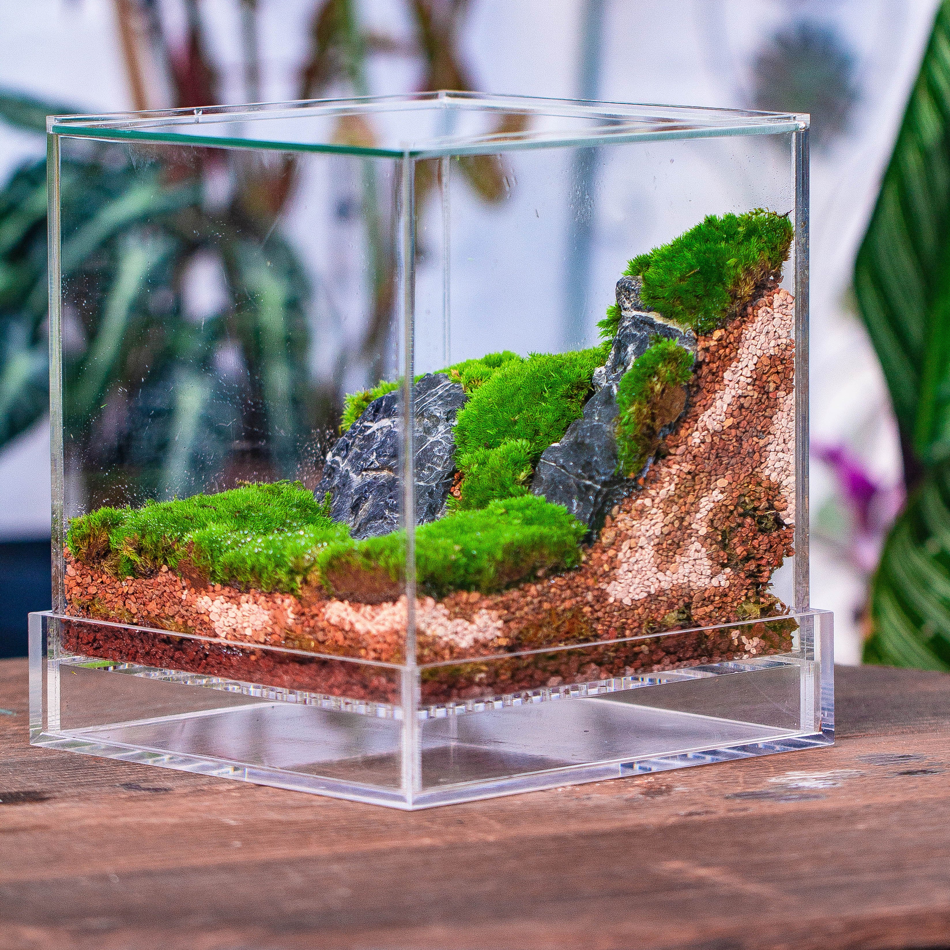 planting terrarium Basic Moss terrarium planting KIT, suitable for Terrarium, moss, fern, Orchid, Begonia, Small tropical
