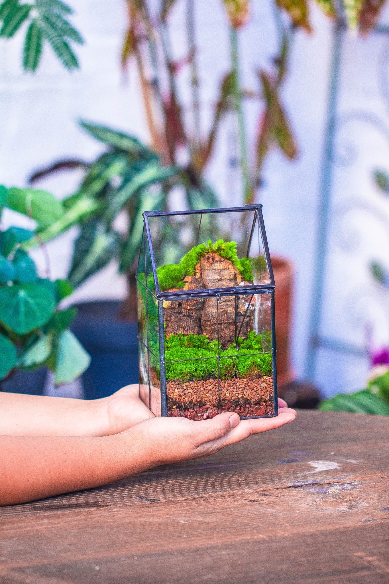 dry terrarium plants Dried Moss, 24L for DIY, terrarium building, microlandscape, Orchid, fern, vertical gardening