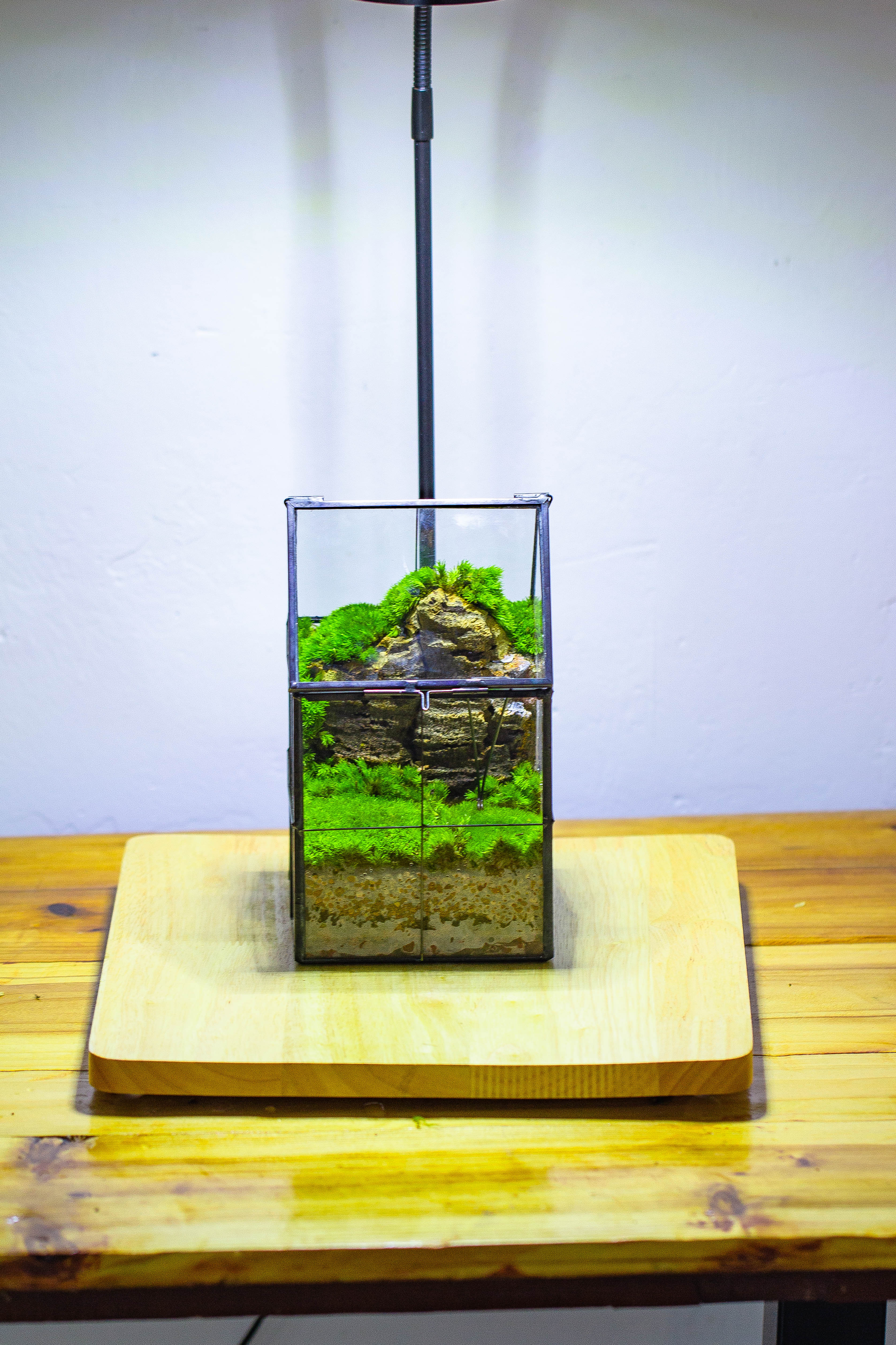 Handmade glass and tin close highe mini house shape close geometric terrarium for moss, succulents, Drosera - NCYPgarden