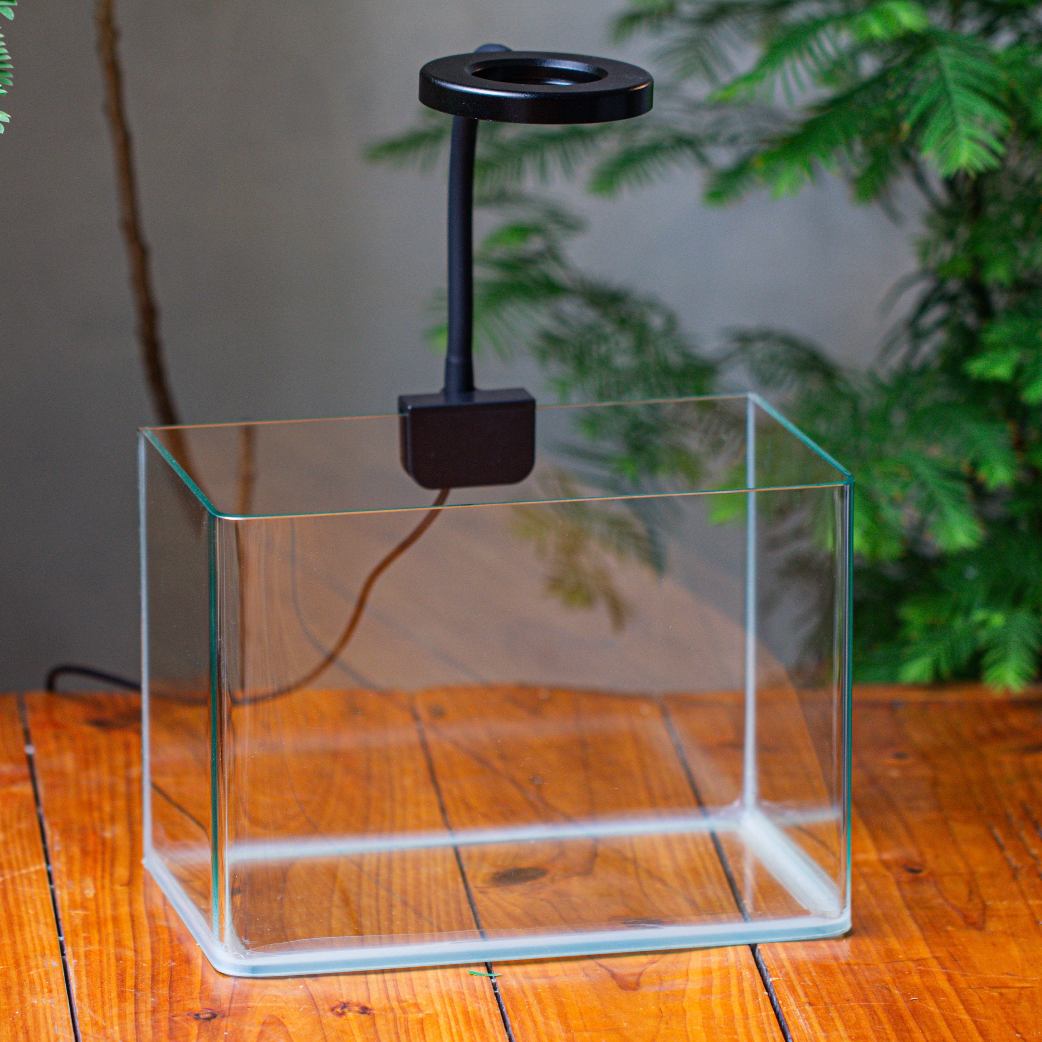 Open Moss Terrarium Building DIY Set with LED for Carnivorous Plants: pitcher - NCYPgarden