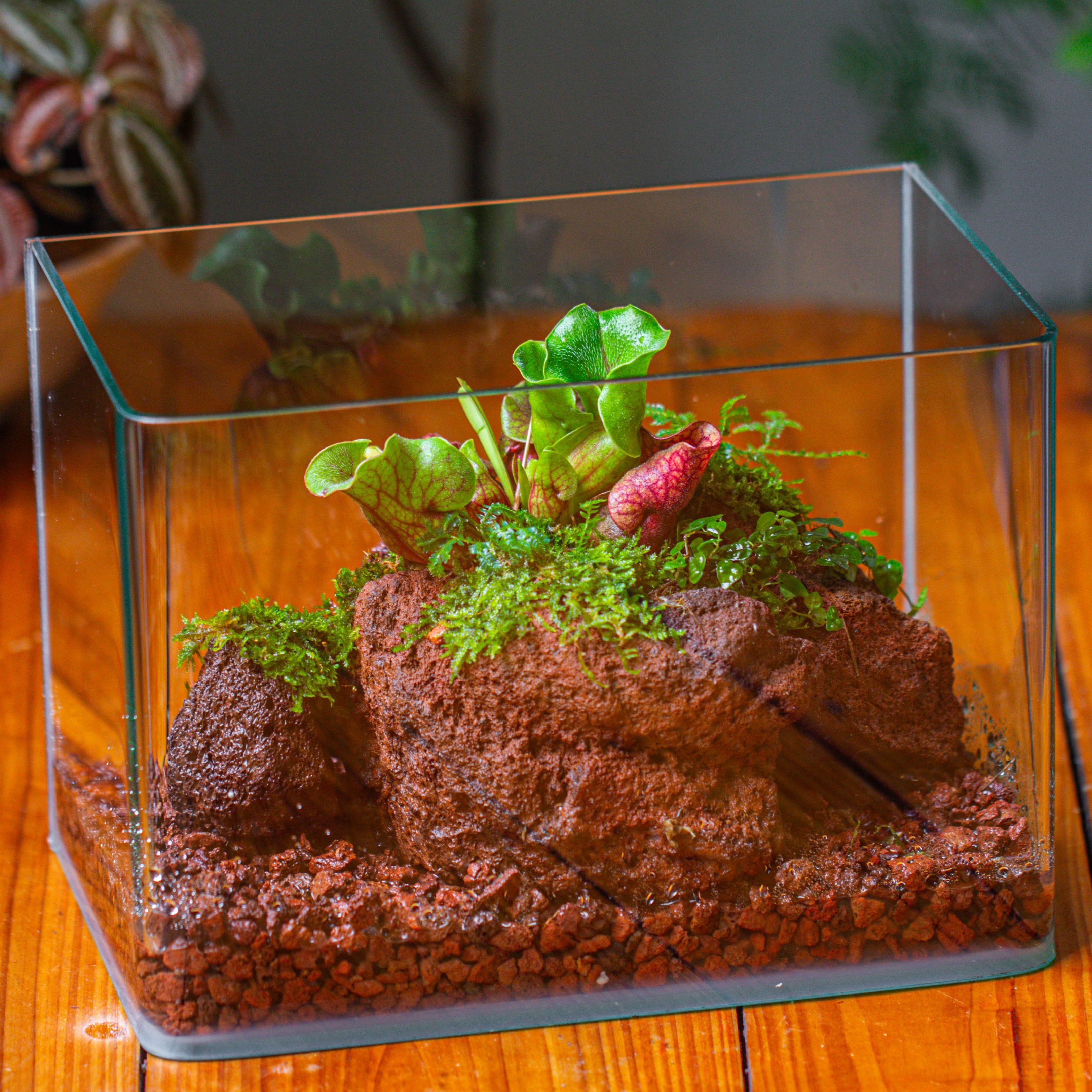 Open Bog Terrarium with LED Building DIY Set for Carnivorous Plants: Pitcher - NCYPgarden