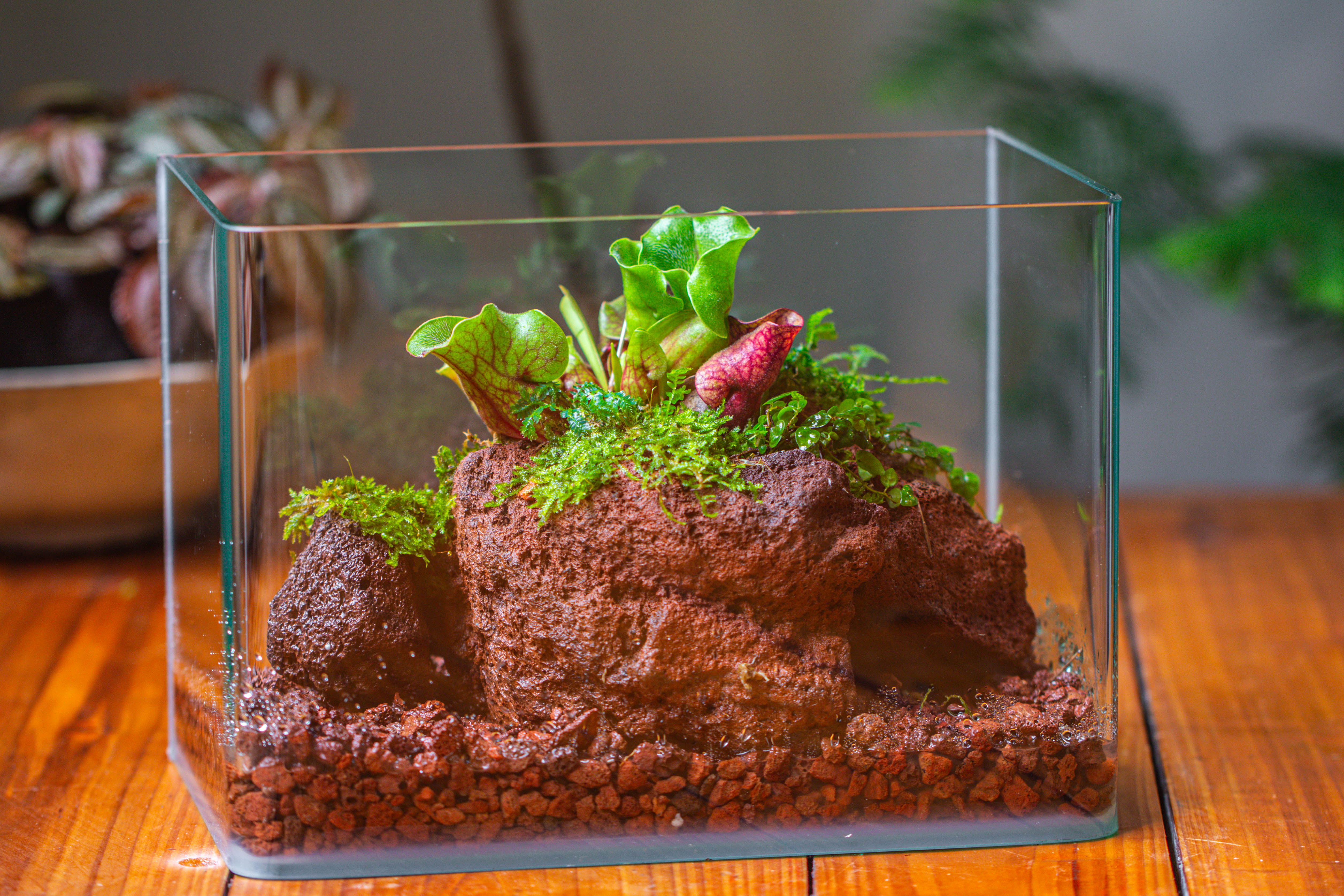 WaterTight Curved Glass Terrarium with Grow Lamp for Tropical Bog Plants - NCYPgarden