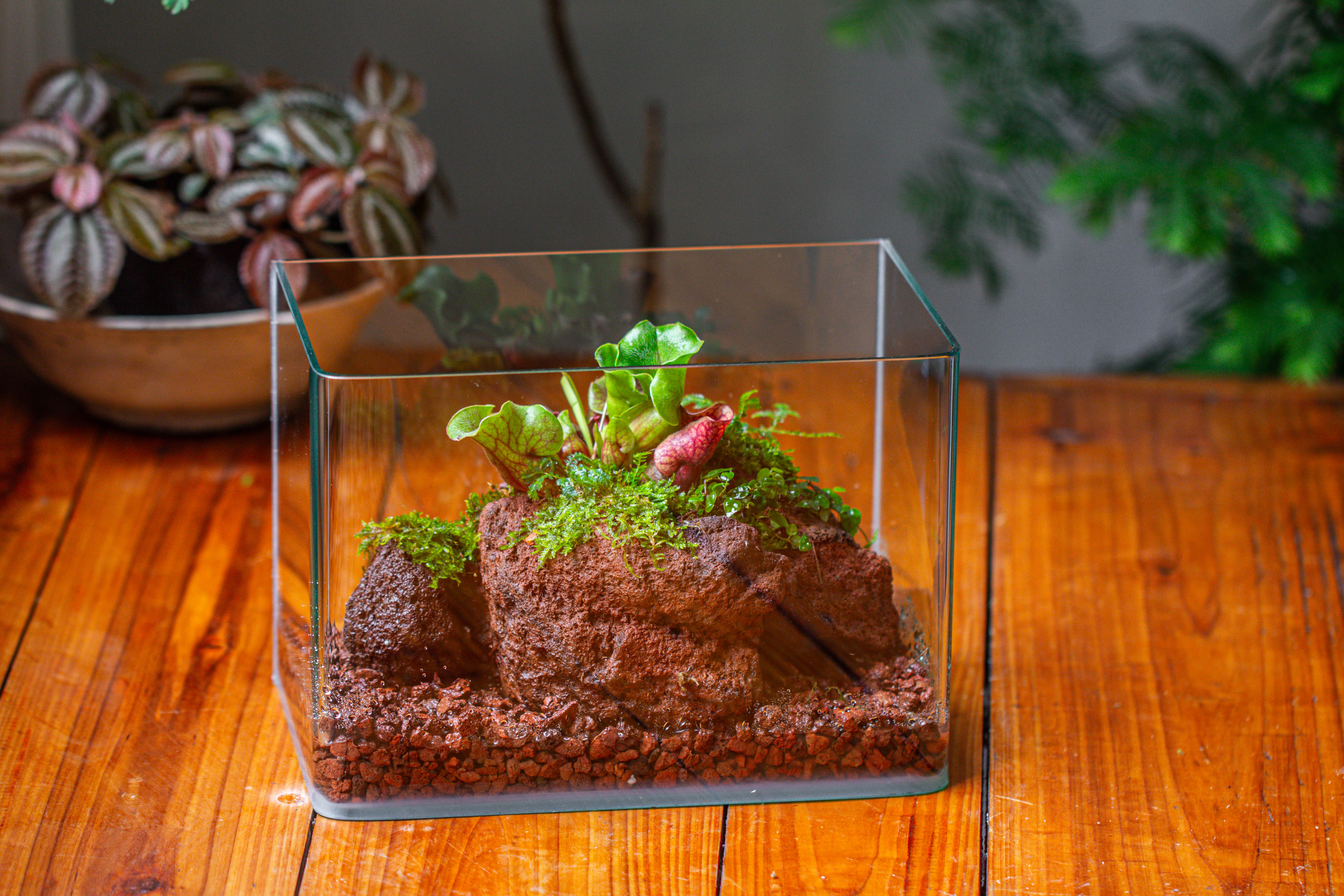 WaterTight Curved Glass Terrarium with Grow Lamp for Tropical Bog Plants - NCYPgarden