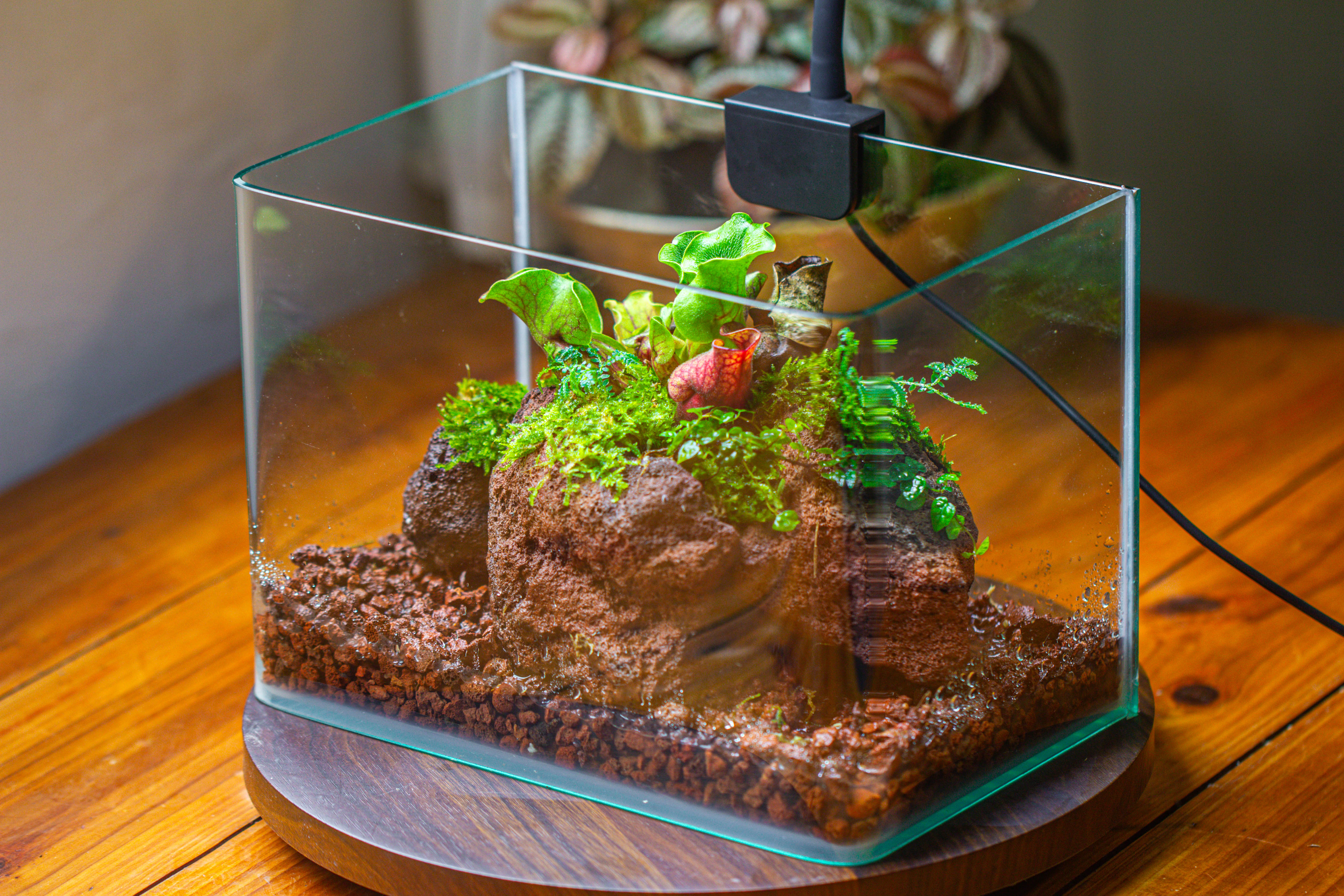 WaterTight Curved Glass Terrarium with Grow Lamp for Tropical Bog Plants - NCYPgarden