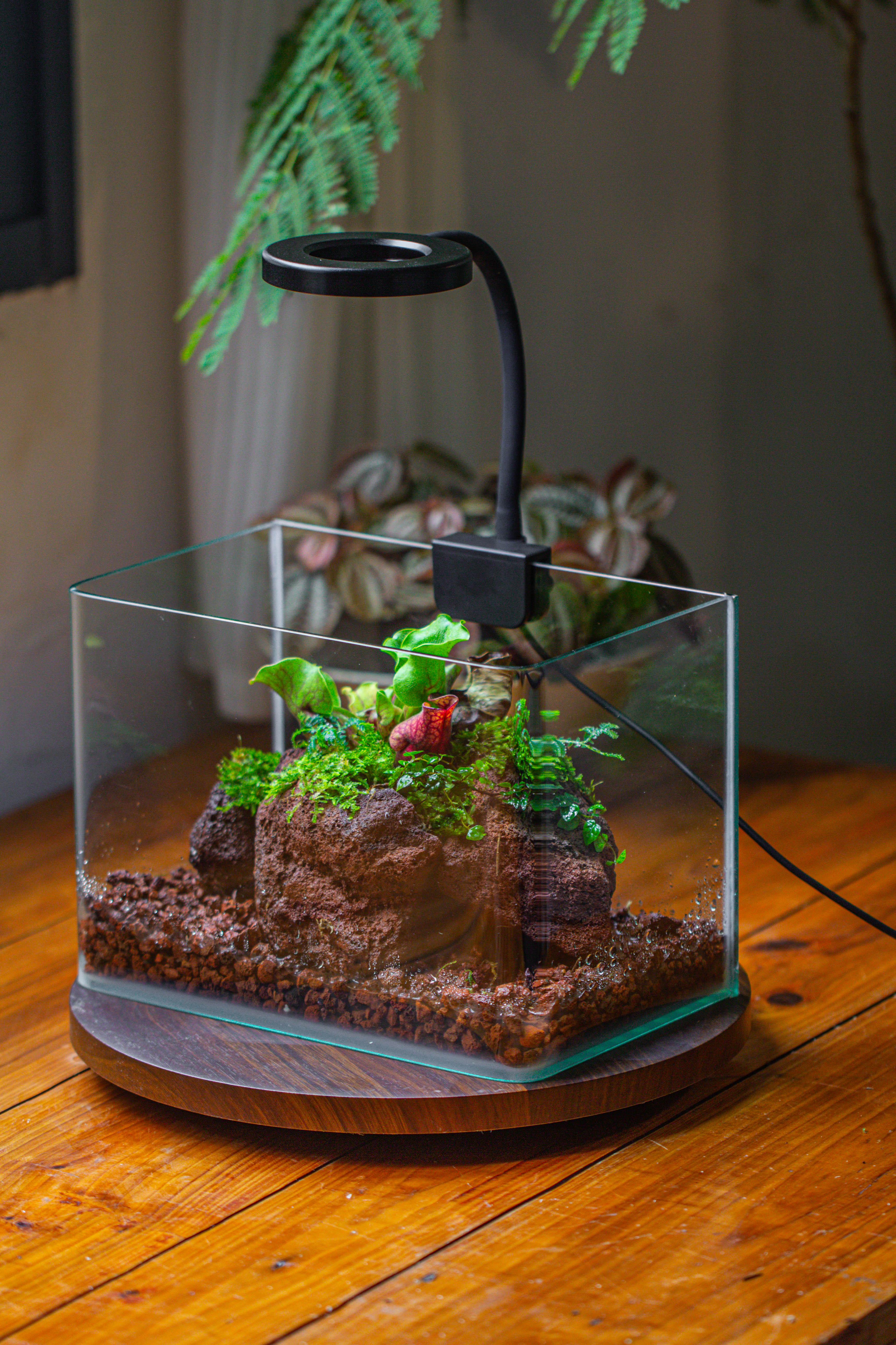 WaterTight Curved Glass Terrarium with Grow Lamp for Tropical Bog Plants - NCYPgarden