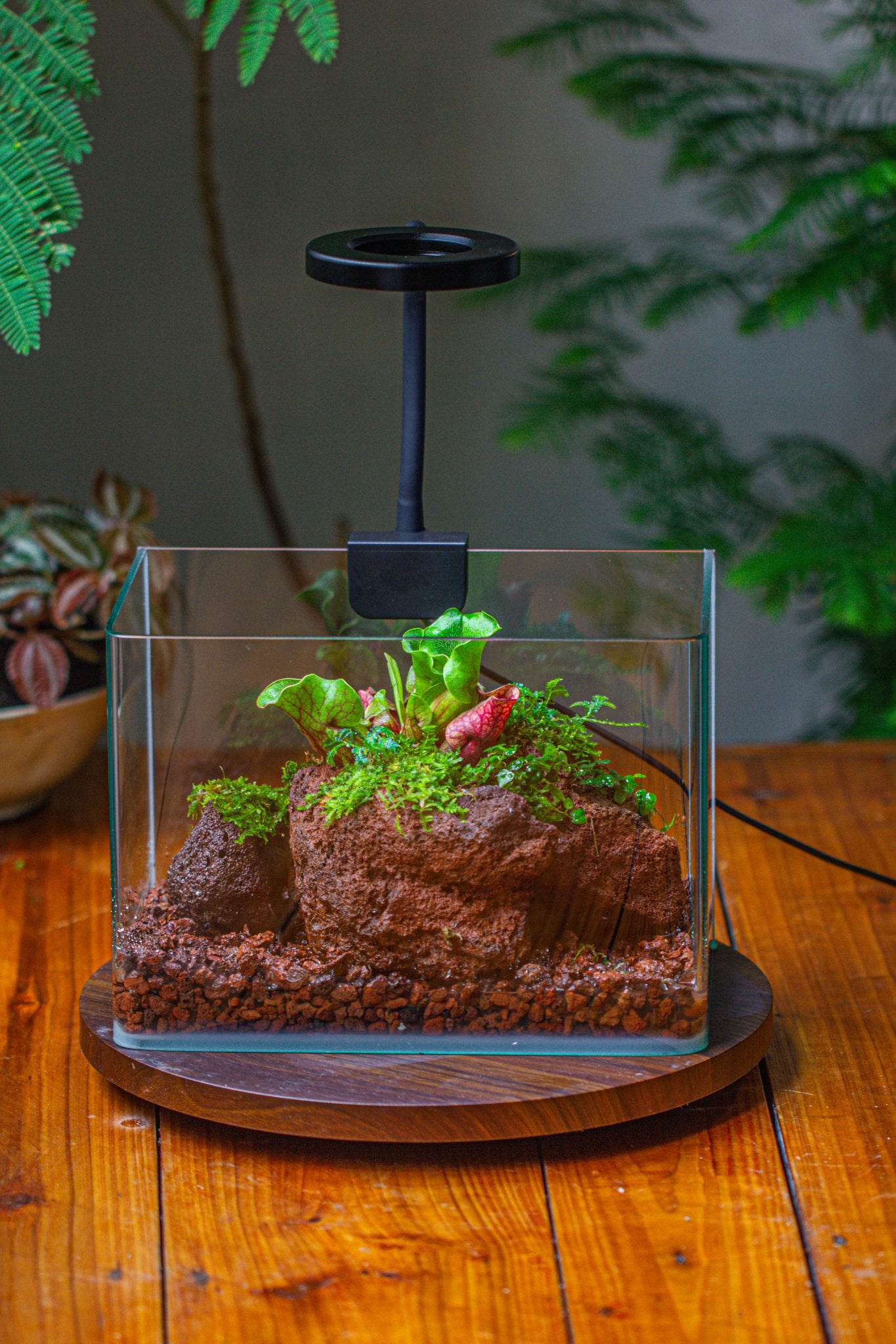 open plant terrarium Open Bog Terrarium with LED Building DIY Set for Carnivorous Plants: P – NCYPgarden