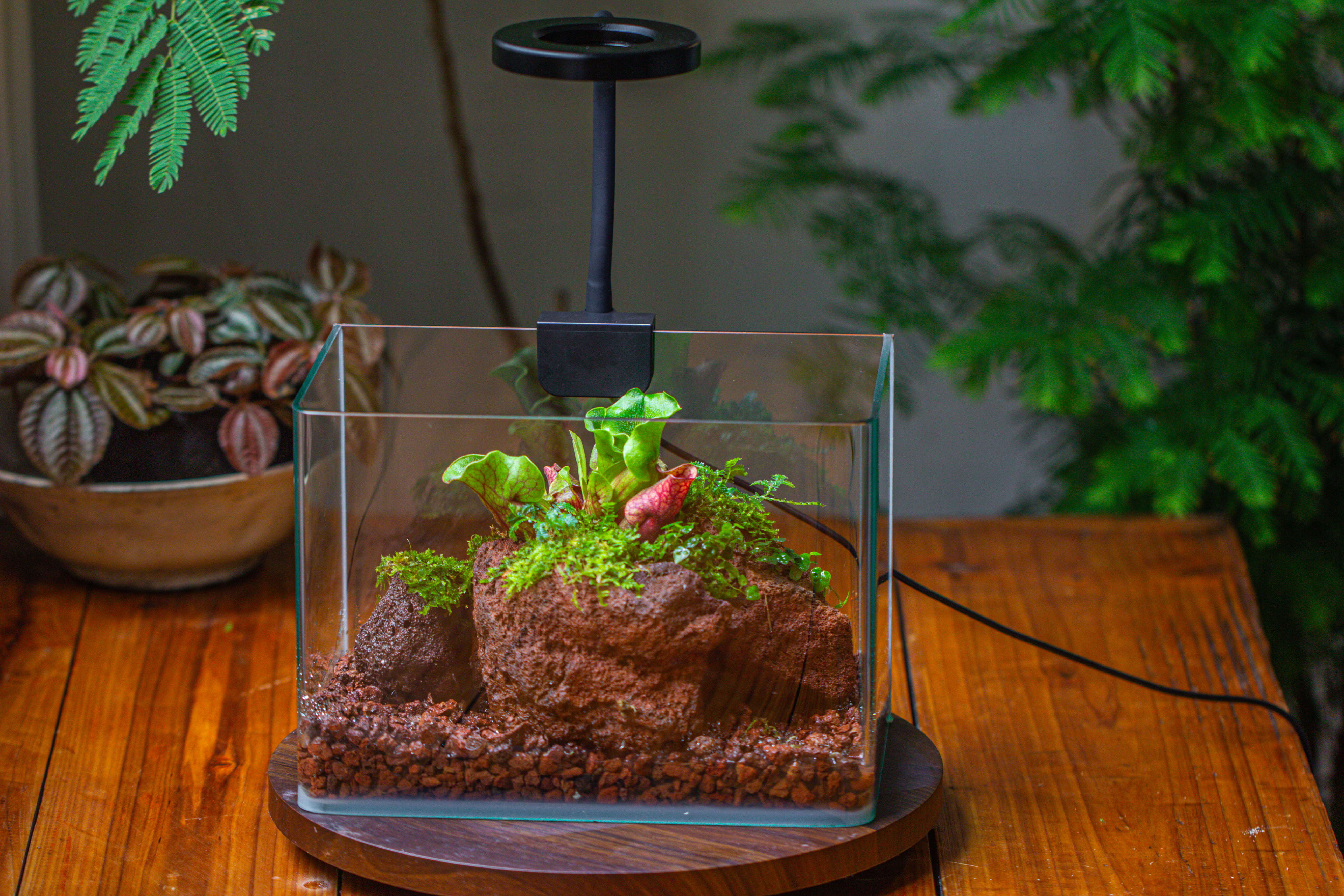 WaterTight Curved Glass Terrarium with Grow Lamp for Tropical Bog Plants - NCYPgarden