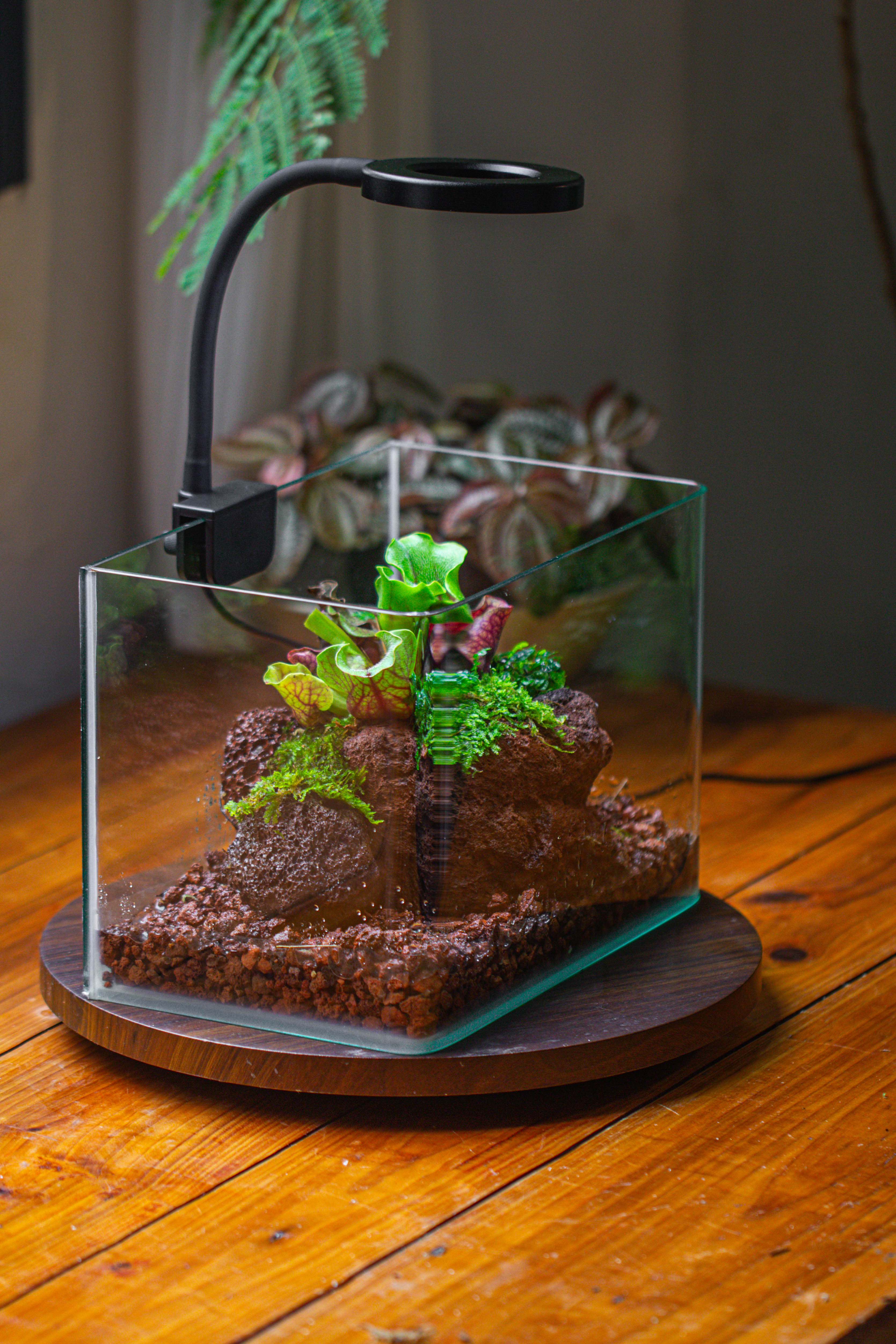 WaterTight Curved Glass Terrarium with Grow Lamp for Tropical Bog Plants - NCYPgarden